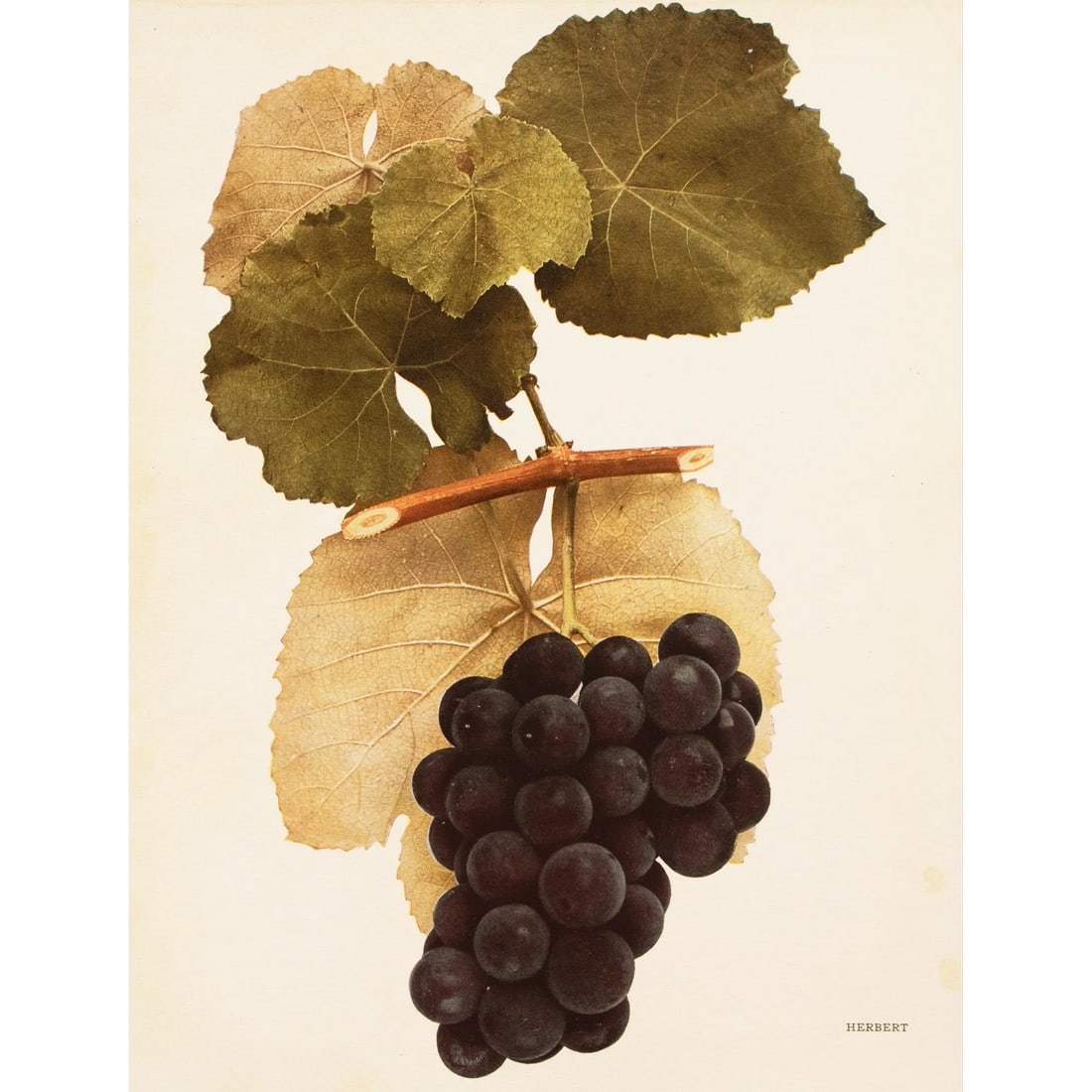 1900s U. P. Hedrick, Original Antique Photogravure of Herbert Grapes (1 of 6)