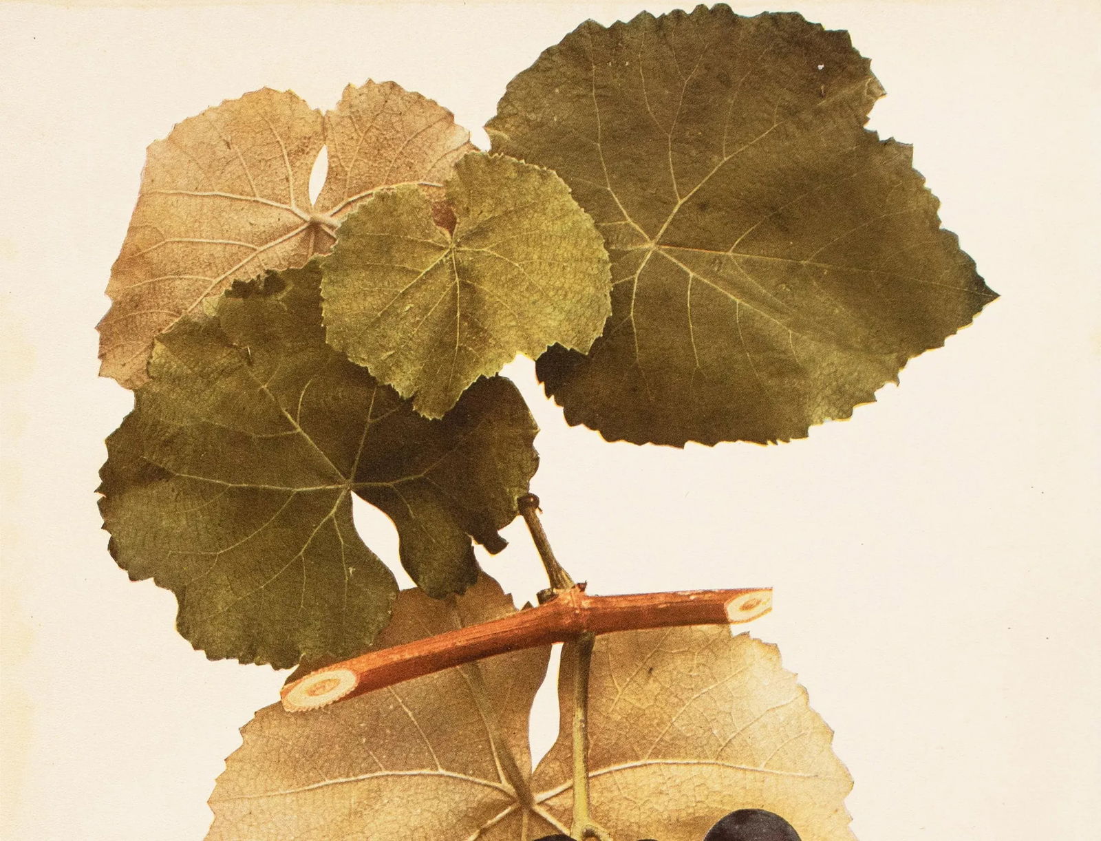 1900s U. P. Hedrick, Original Antique Photogravure of Herbert Grapes - 3