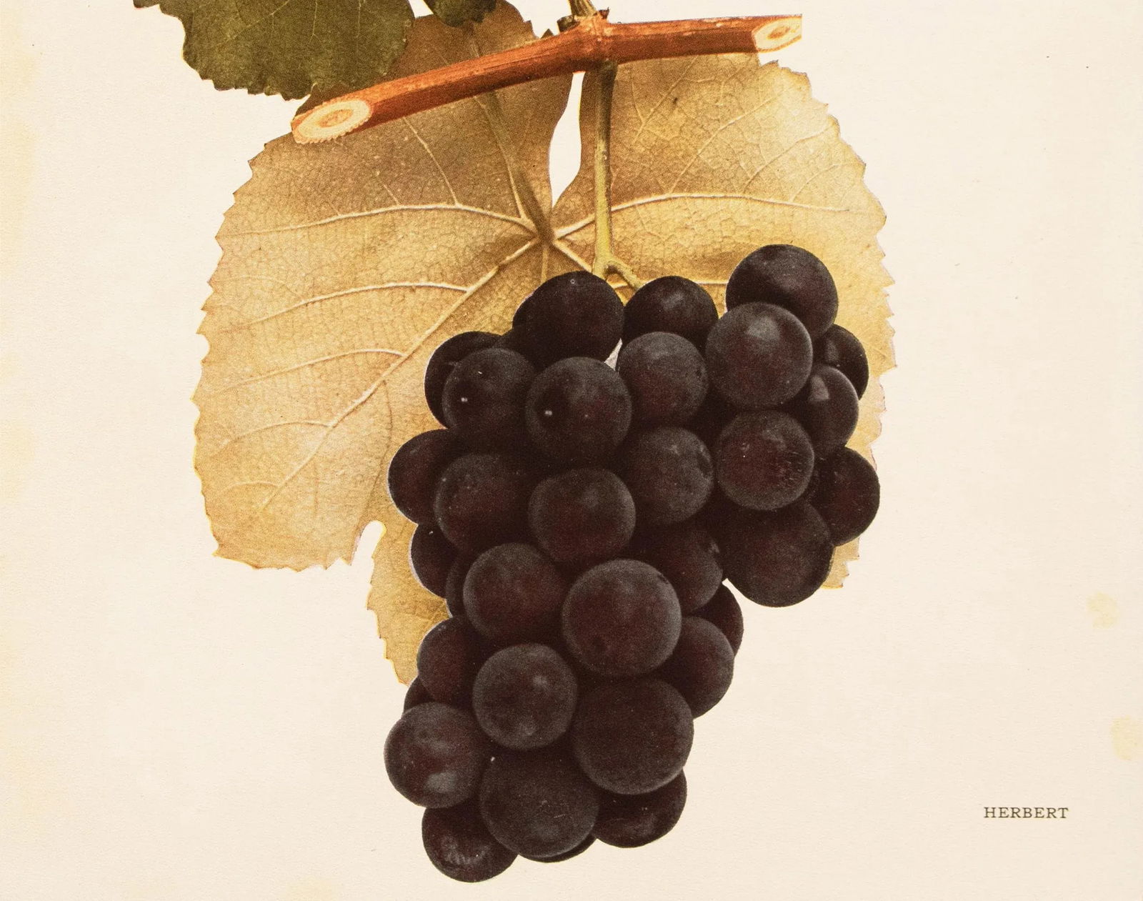 1900s U. P. Hedrick, Original Antique Photogravure of Herbert Grapes - 4