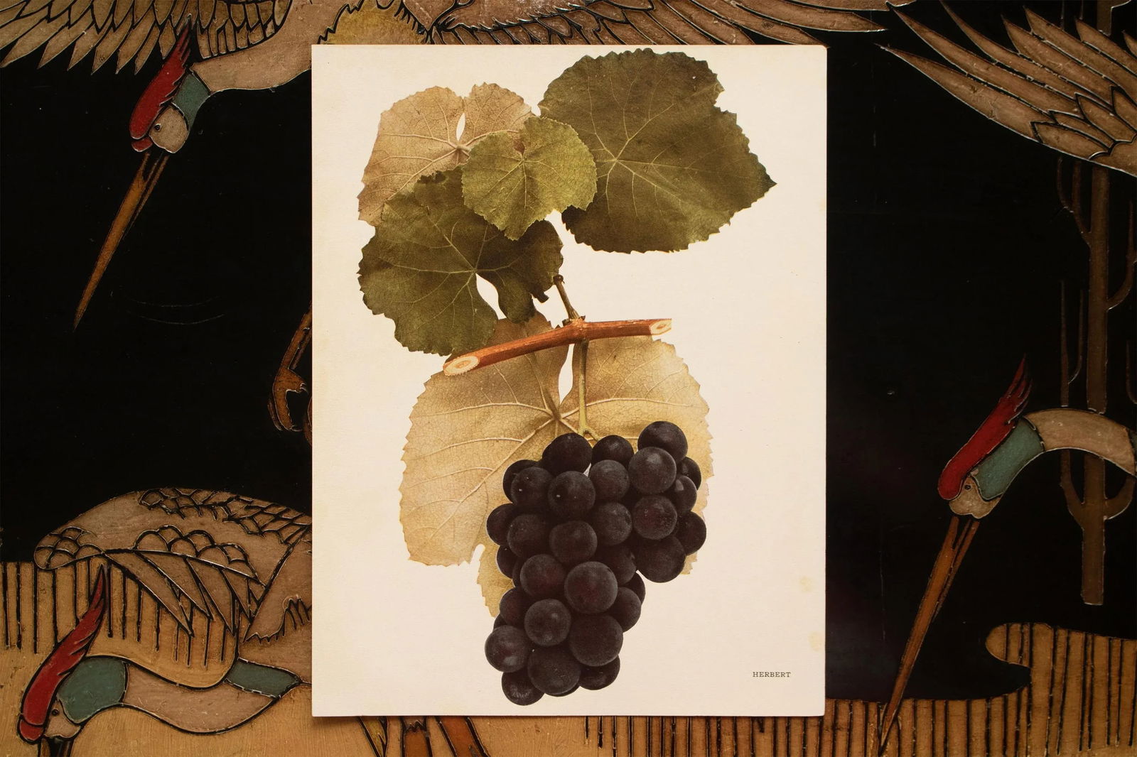 1900s U. P. Hedrick, Original Antique Photogravure of Herbert Grapes - 5