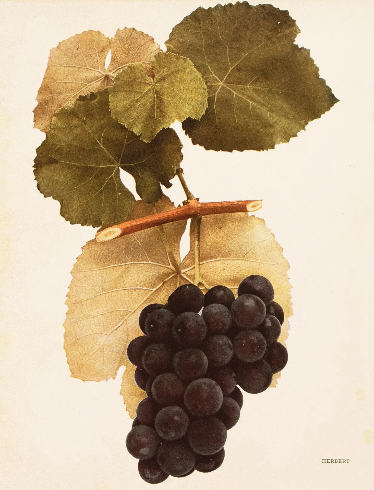 1900s U. P. Hedrick, Original Antique Photogravure of Herbert Grapes - 6