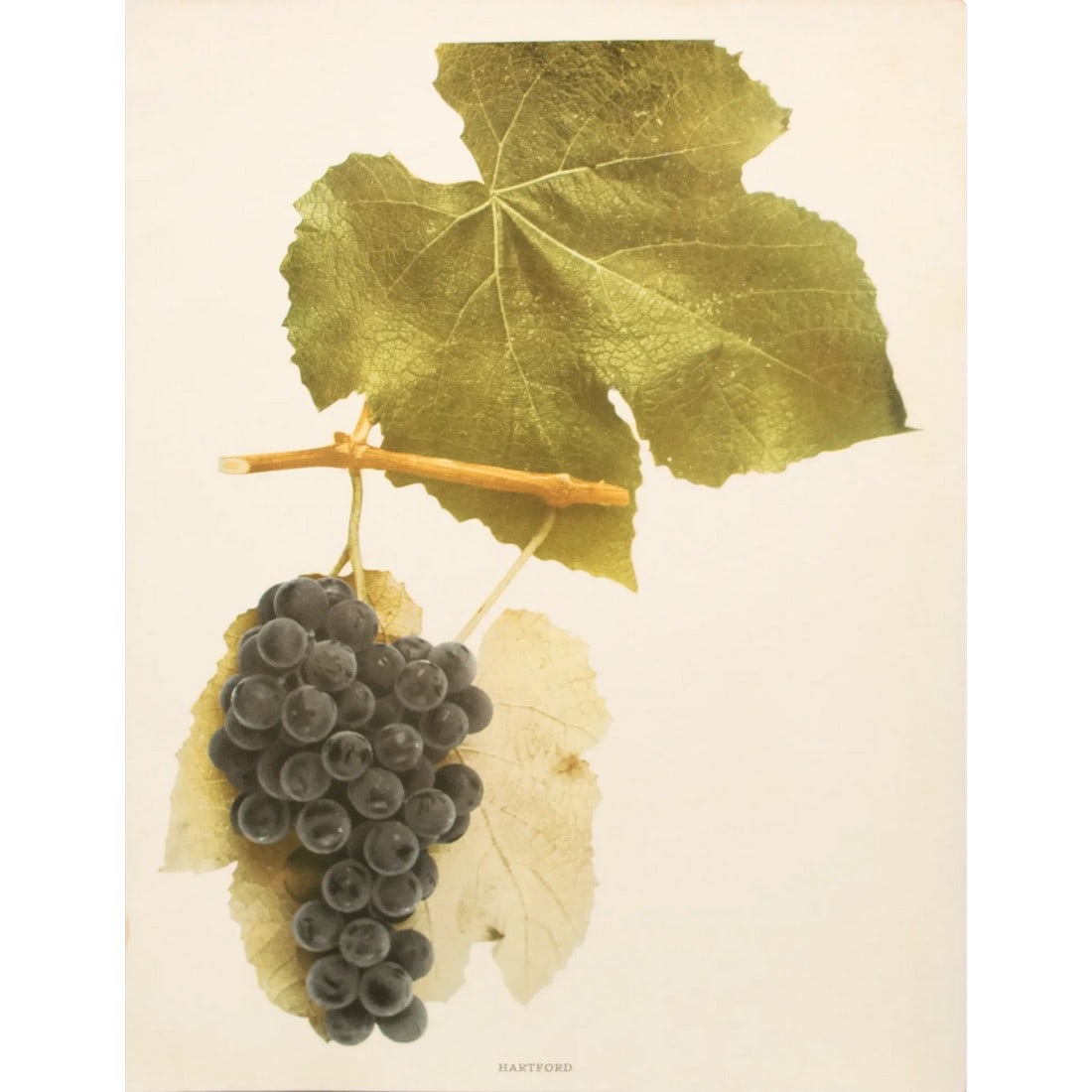 1900s U. P. Hedrick, Original Antique Photogravure of Hartford Grapes (1 of 7)