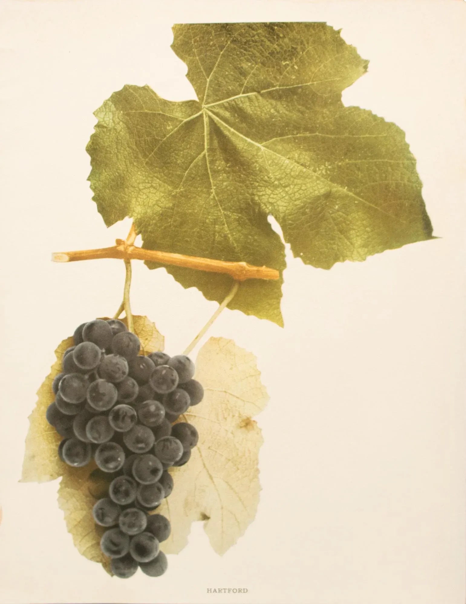 1900s U. P. Hedrick, Original Antique Photogravure of Hartford Grapes - 2