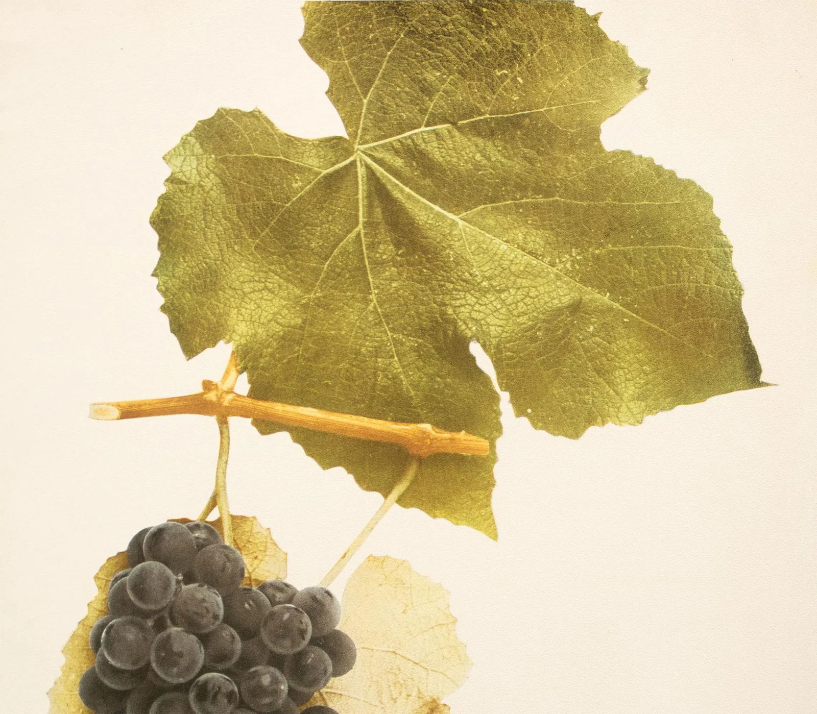 1900s U. P. Hedrick, Original Antique Photogravure of Hartford Grapes - 3