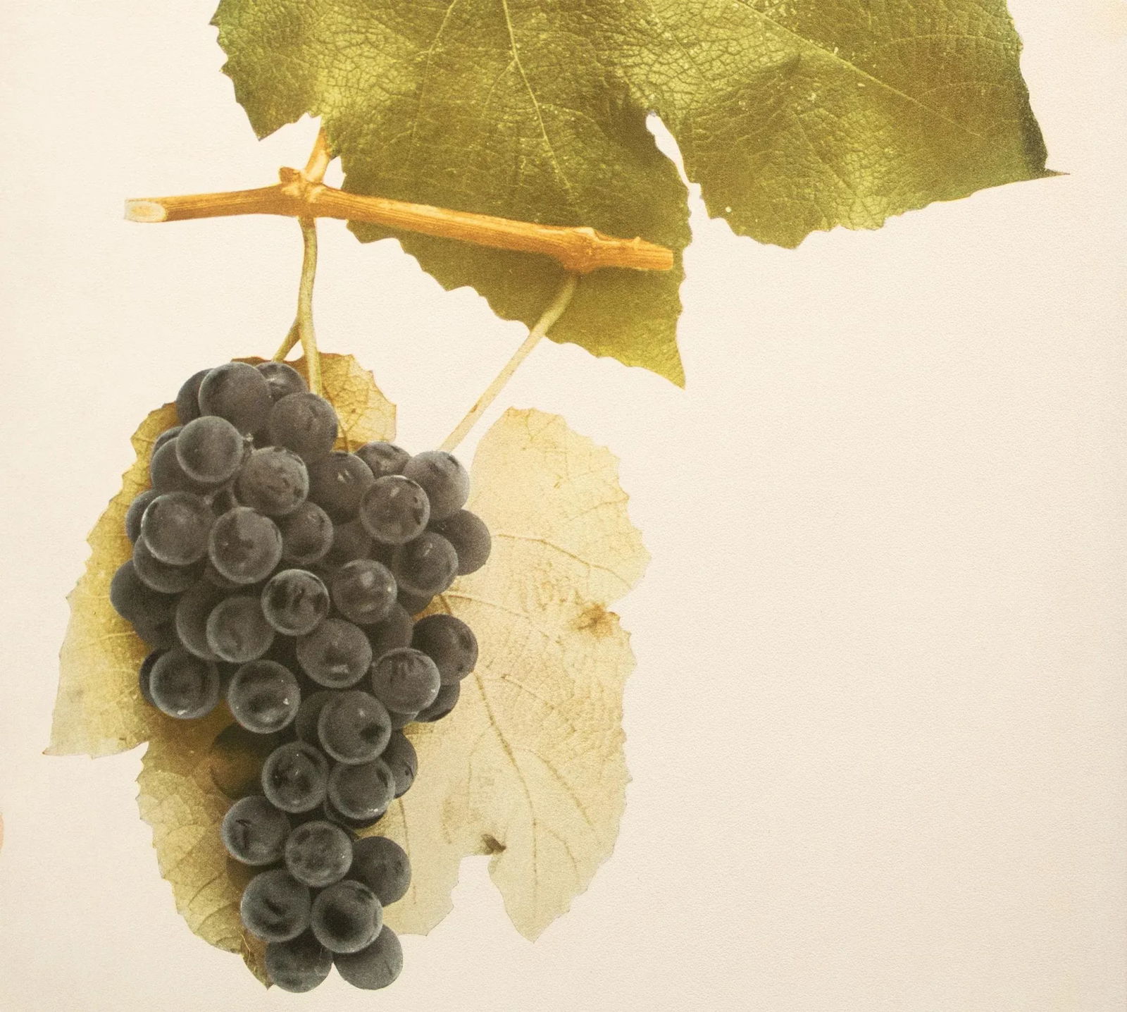 1900s U. P. Hedrick, Original Antique Photogravure of Hartford Grapes - 4