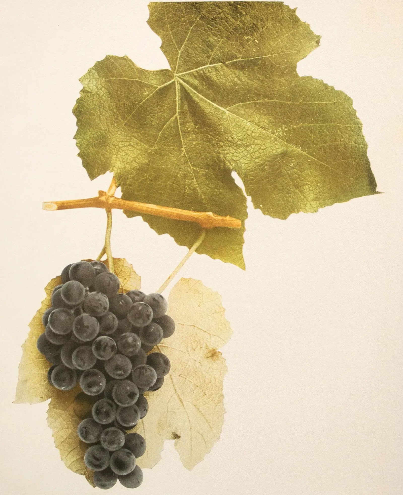 1900s U. P. Hedrick, Original Antique Photogravure of Hartford Grapes - 5