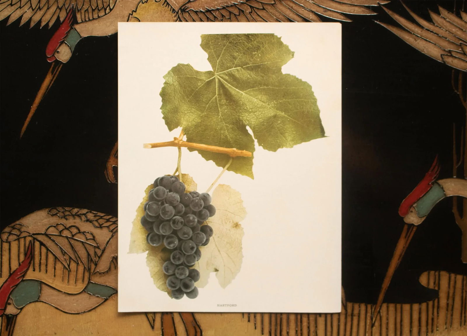 1900s U. P. Hedrick, Original Antique Photogravure of Hartford Grapes - 6