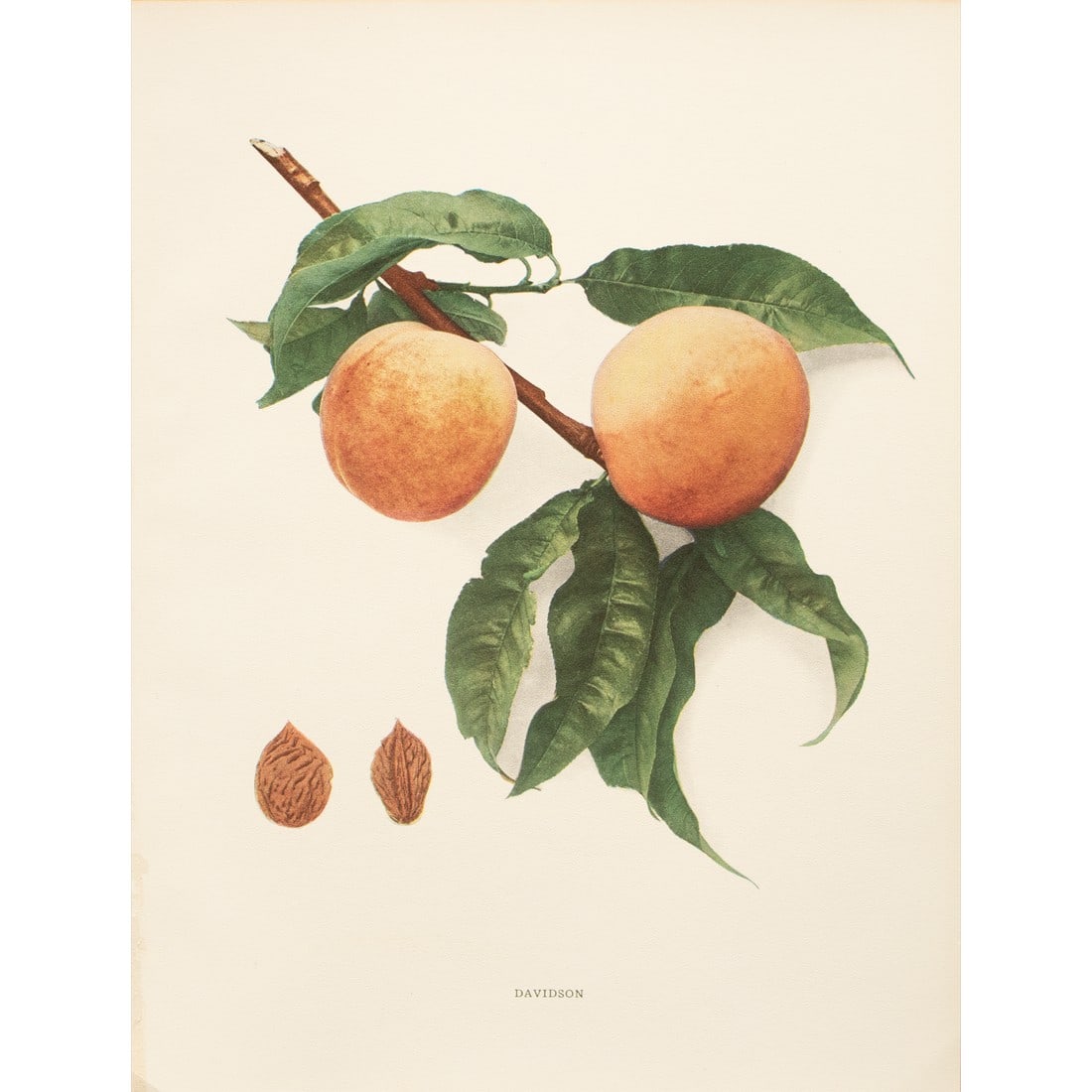 1900s U. P. Hedrick, Original Antique Photogravure of Davidson Peaches (1 of 7)