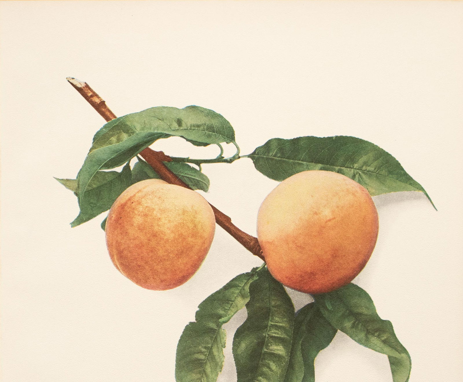 1900s U. P. Hedrick, Original Antique Photogravure of Davidson Peaches - 3