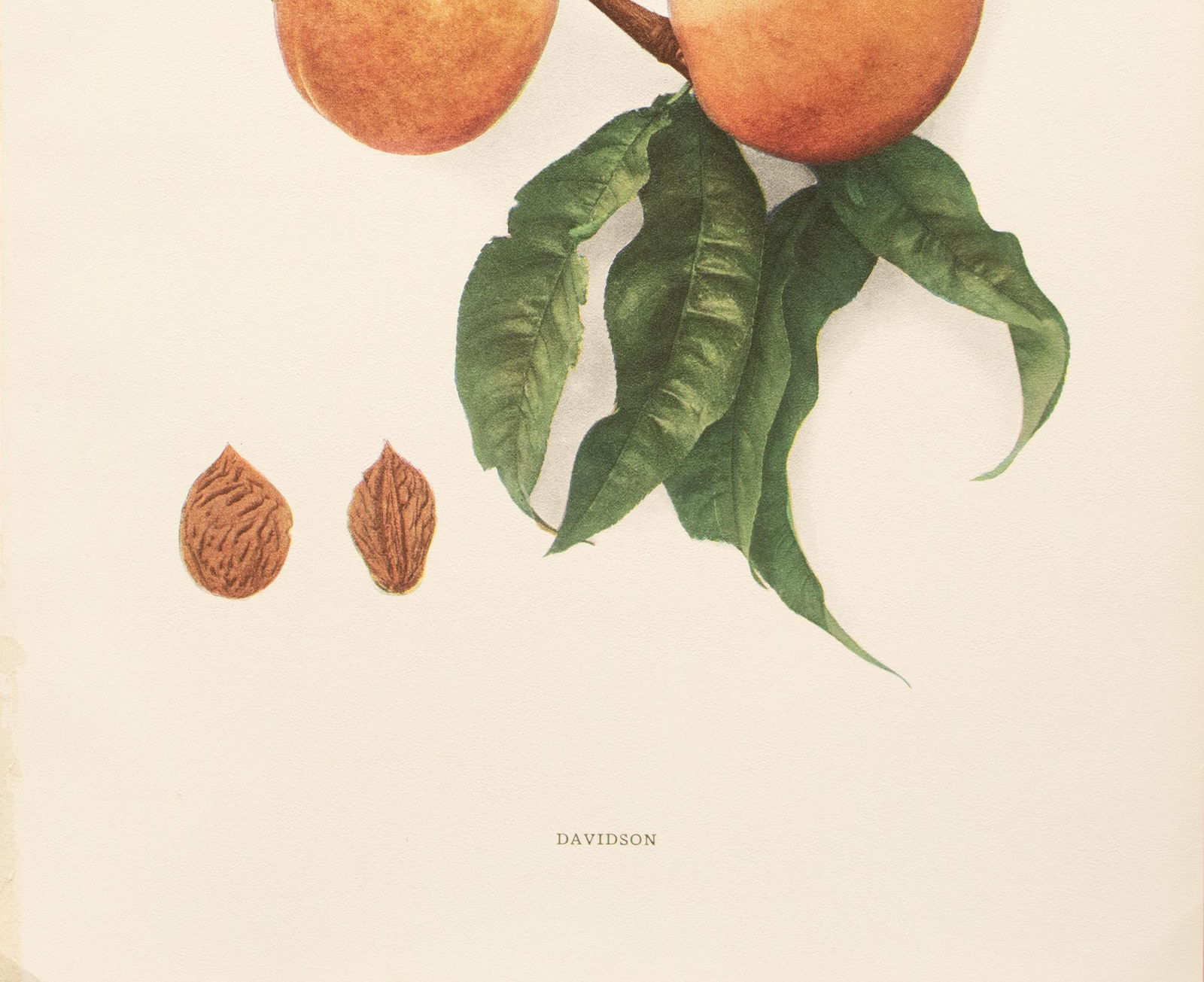 1900s U. P. Hedrick, Original Antique Photogravure of Davidson Peaches - 4