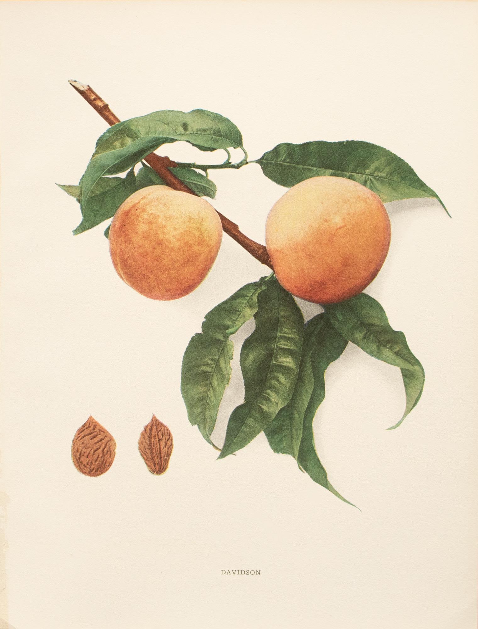 1900s U. P. Hedrick, Original Antique Photogravure of Davidson Peaches - 7