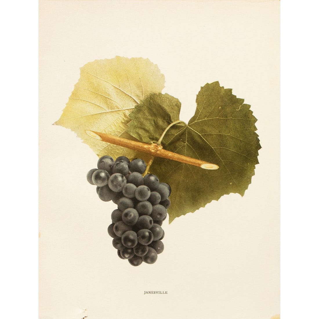1900s U. P. Hedrick, Original Antique Photogravure of Janesville Grapes: A magnificent original antique photogravure (print) of Janesville Grapes by Ulysses Prentiss Hedrick (1870-1951). Superb quality. Printed on one side on heavy paper. Published and printed in early 190