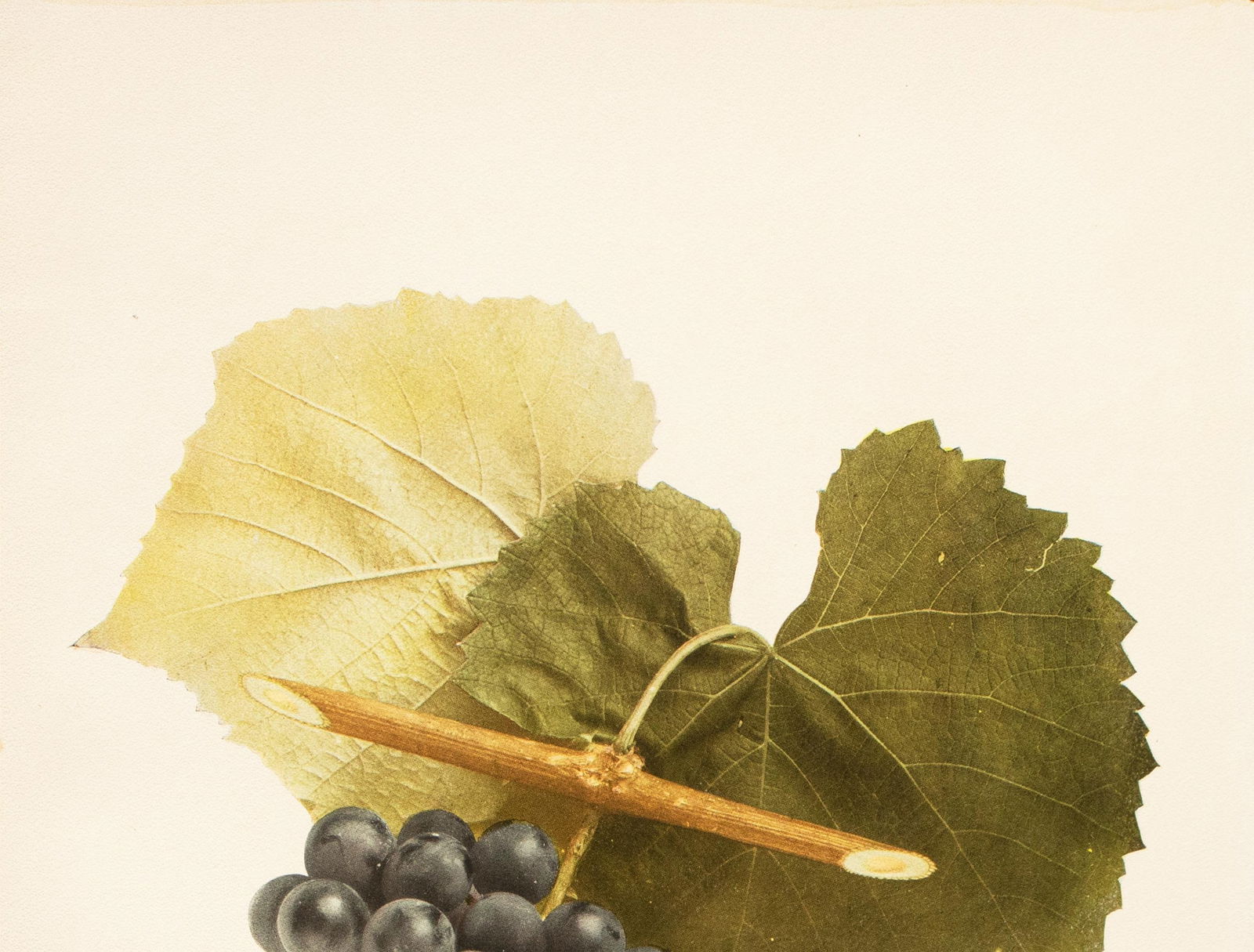 1900s U. P. Hedrick, Original Antique Photogravure of Janesville Grapes - 3