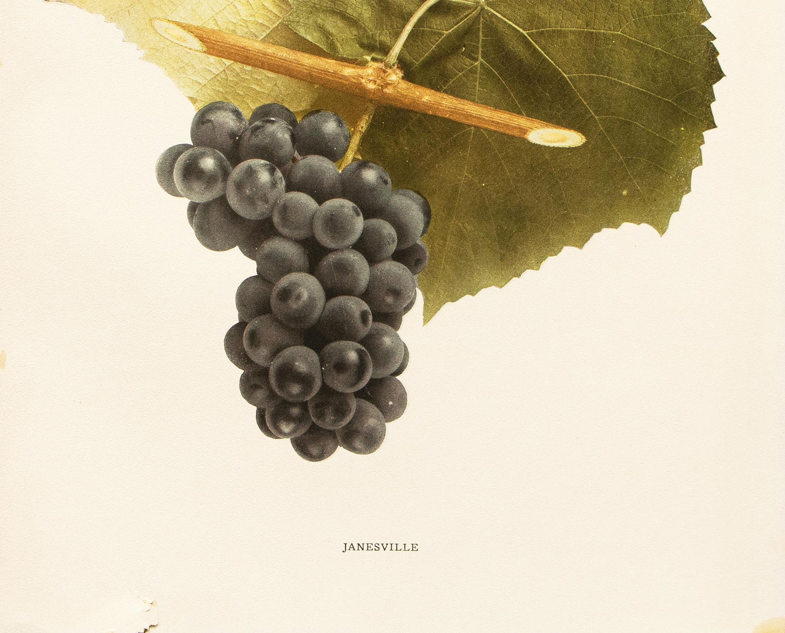 1900s U. P. Hedrick, Original Antique Photogravure of Janesville Grapes - 4