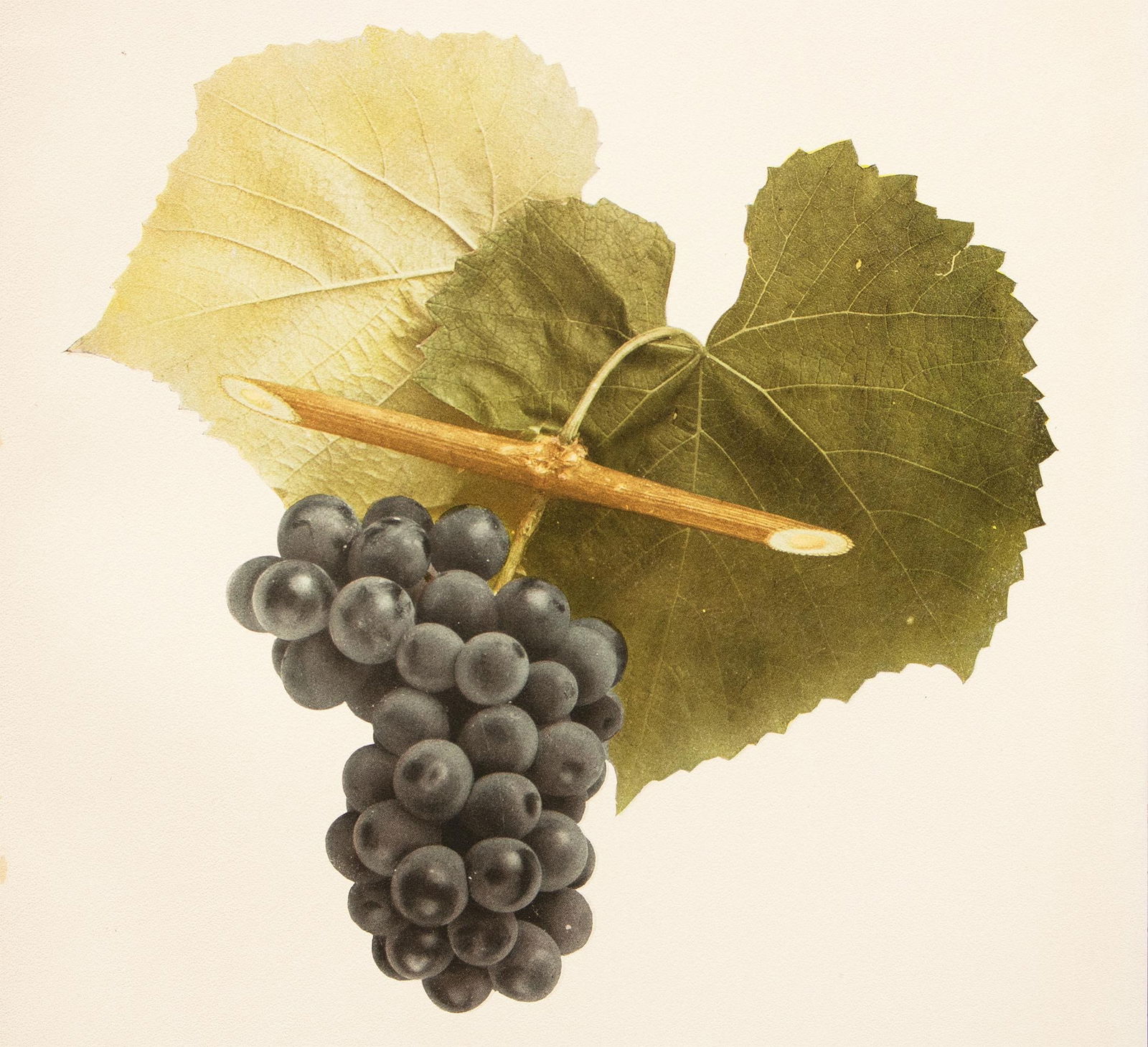 1900s U. P. Hedrick, Original Antique Photogravure of Janesville Grapes - 5