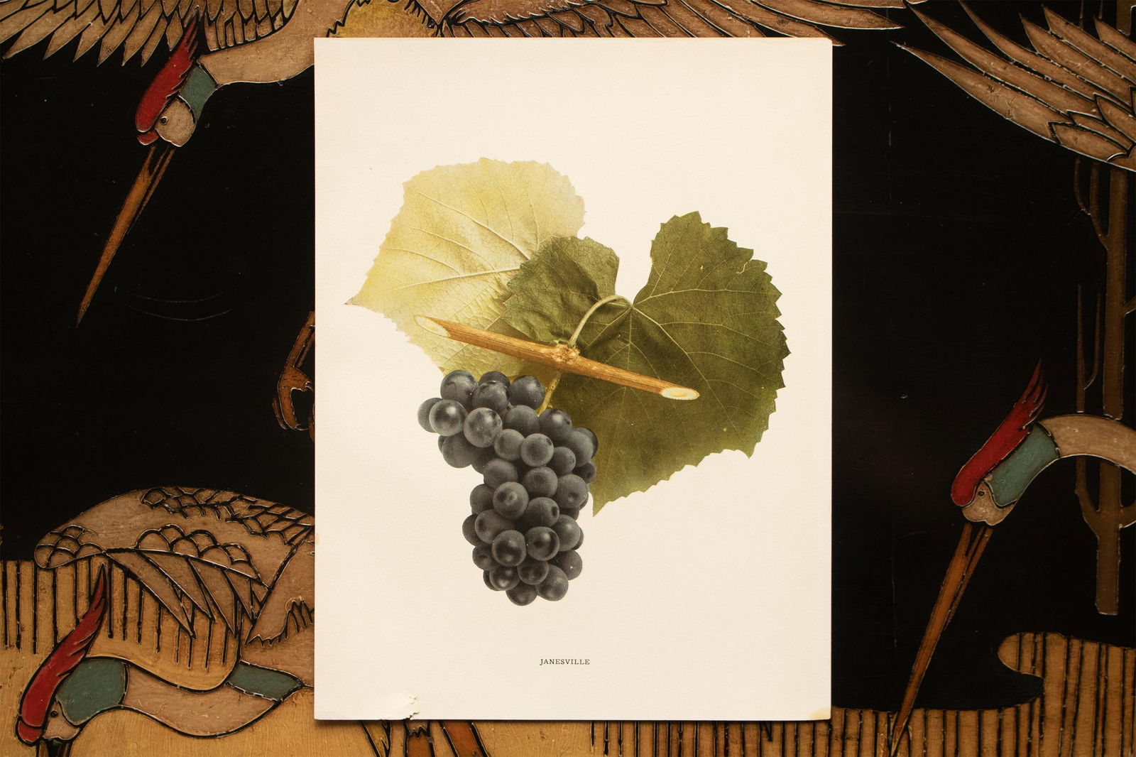 1900s U. P. Hedrick, Original Antique Photogravure of Janesville Grapes - 6