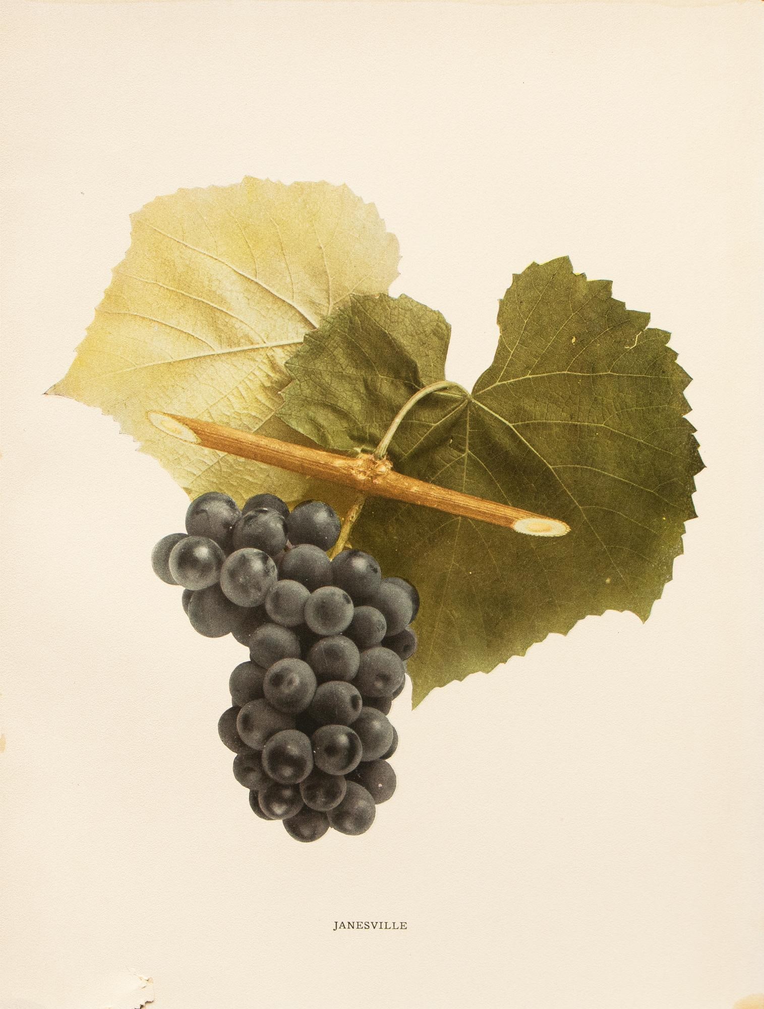 1900s U. P. Hedrick, Original Antique Photogravure of Janesville Grapes - 8