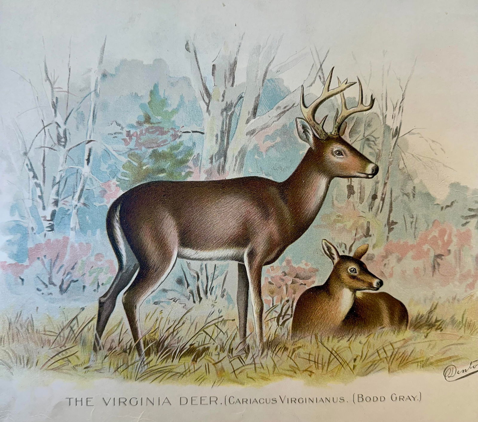 1901 Virginia Deer, Unframed - 3