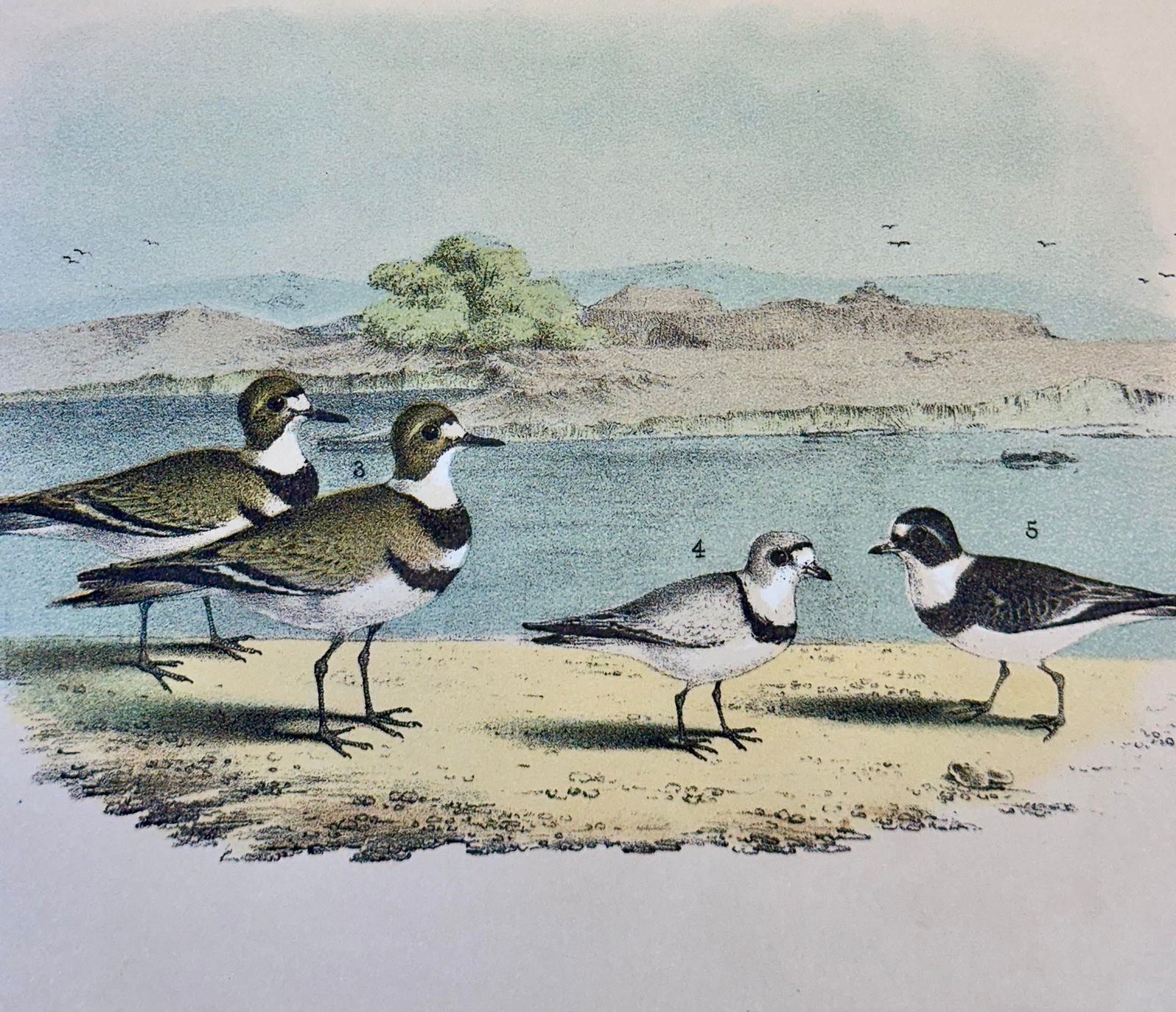 Bittern & Plover by Studer, 1878 (Unframed), Original Chromolithograph - 3