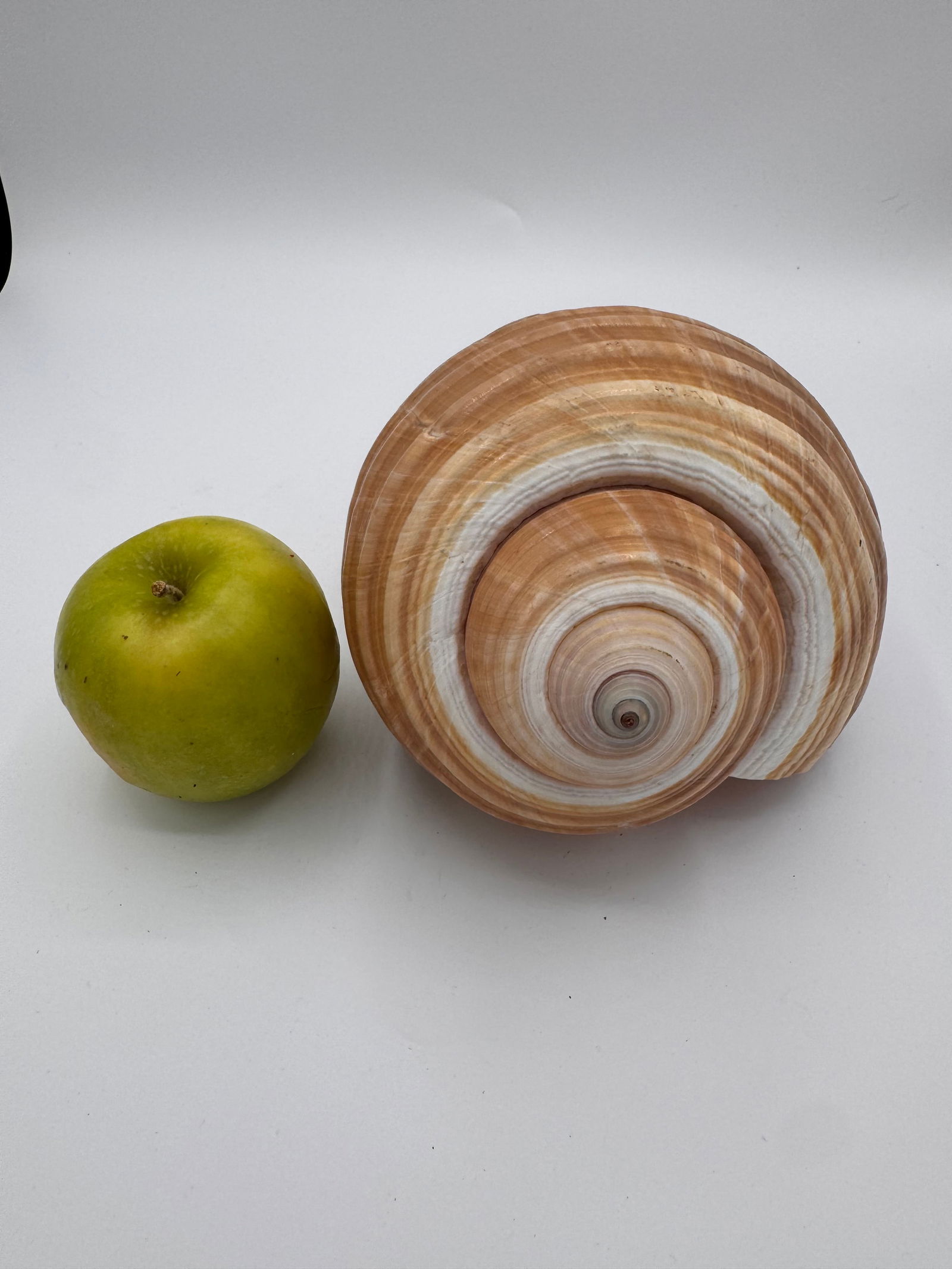 Vintage Large Tun Ocean Snail Shell Seashell - 2