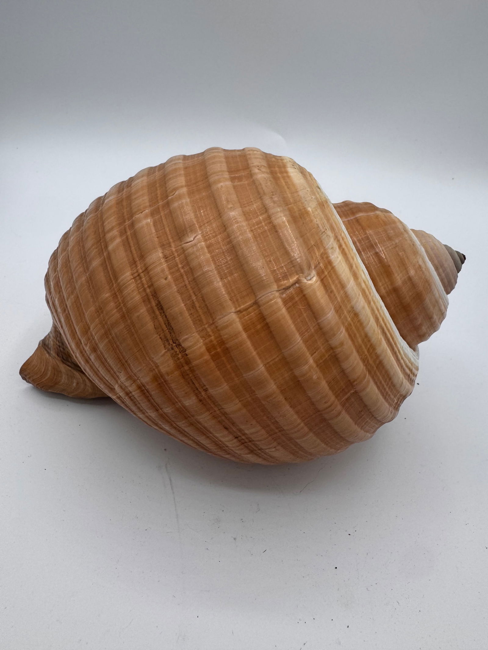 Vintage Large Tun Ocean Snail Shell Seashell - 3