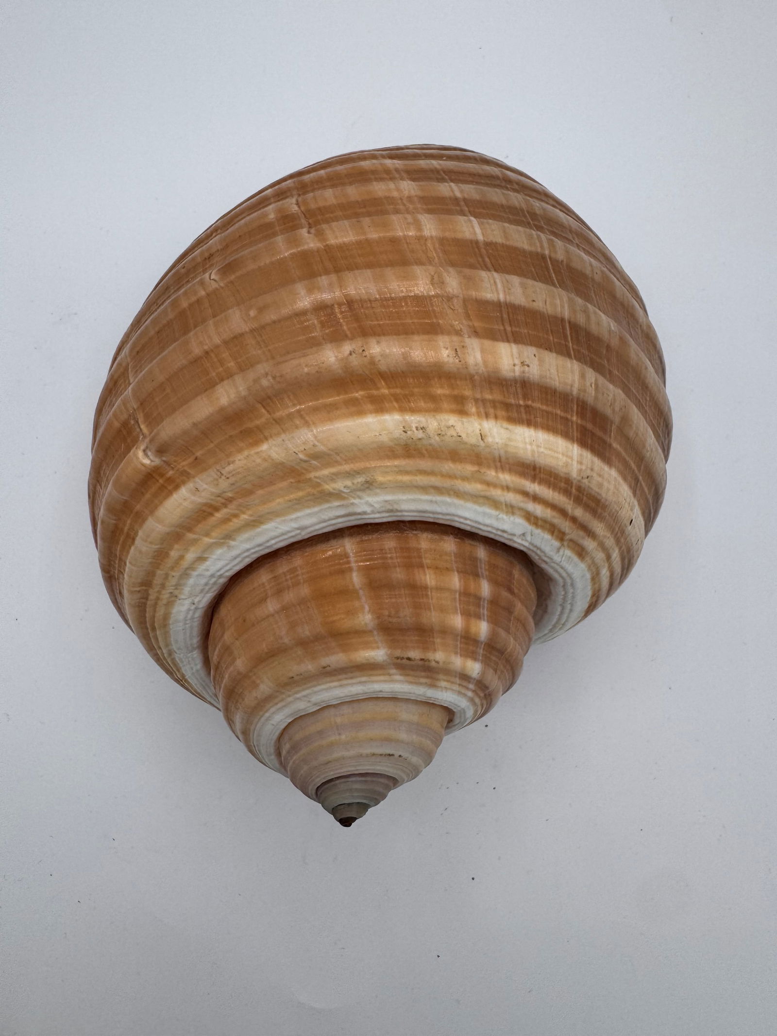 Vintage Large Tun Ocean Snail Shell Seashell - 5