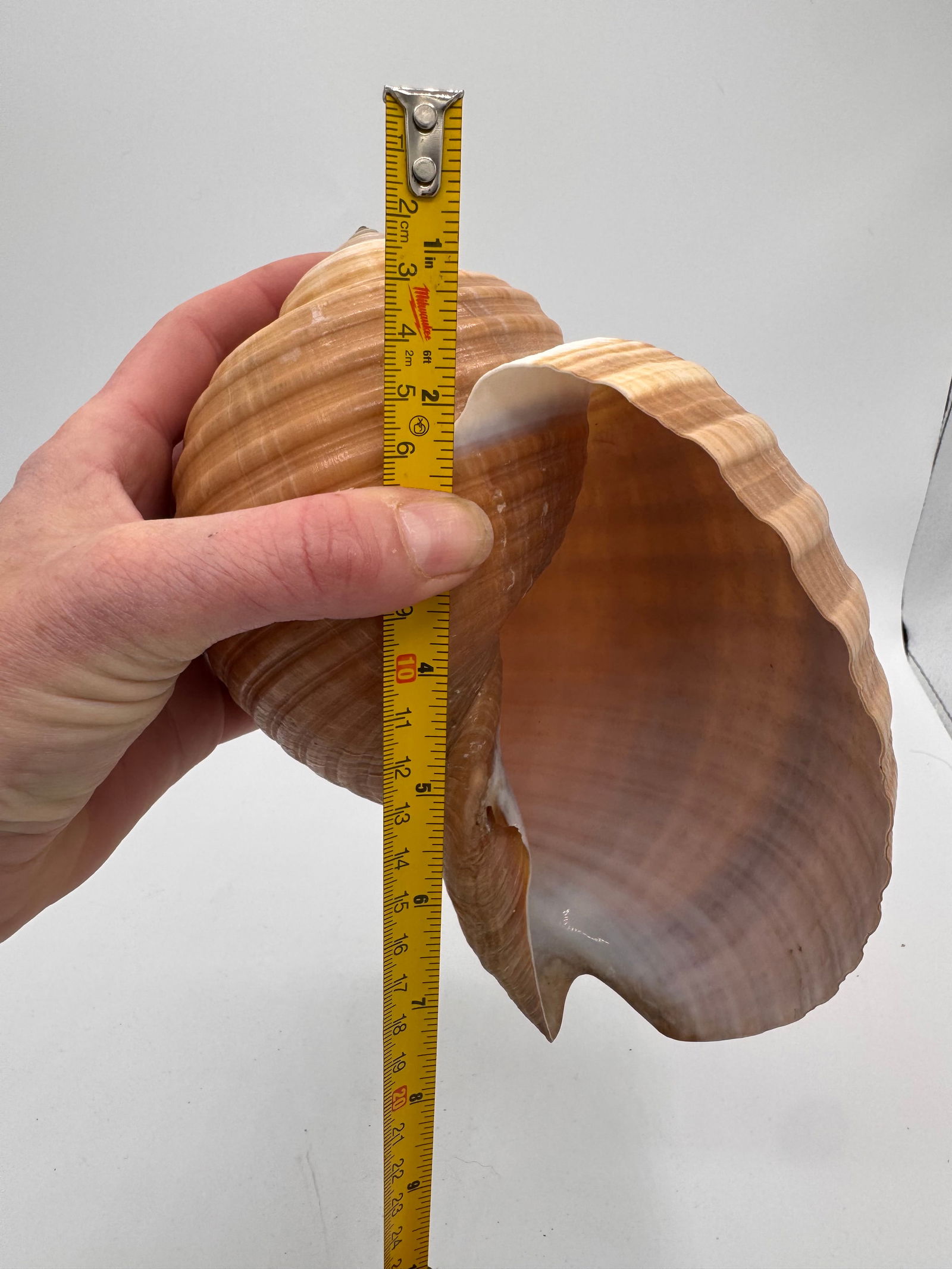 Vintage Large Tun Ocean Snail Shell Seashell - 6