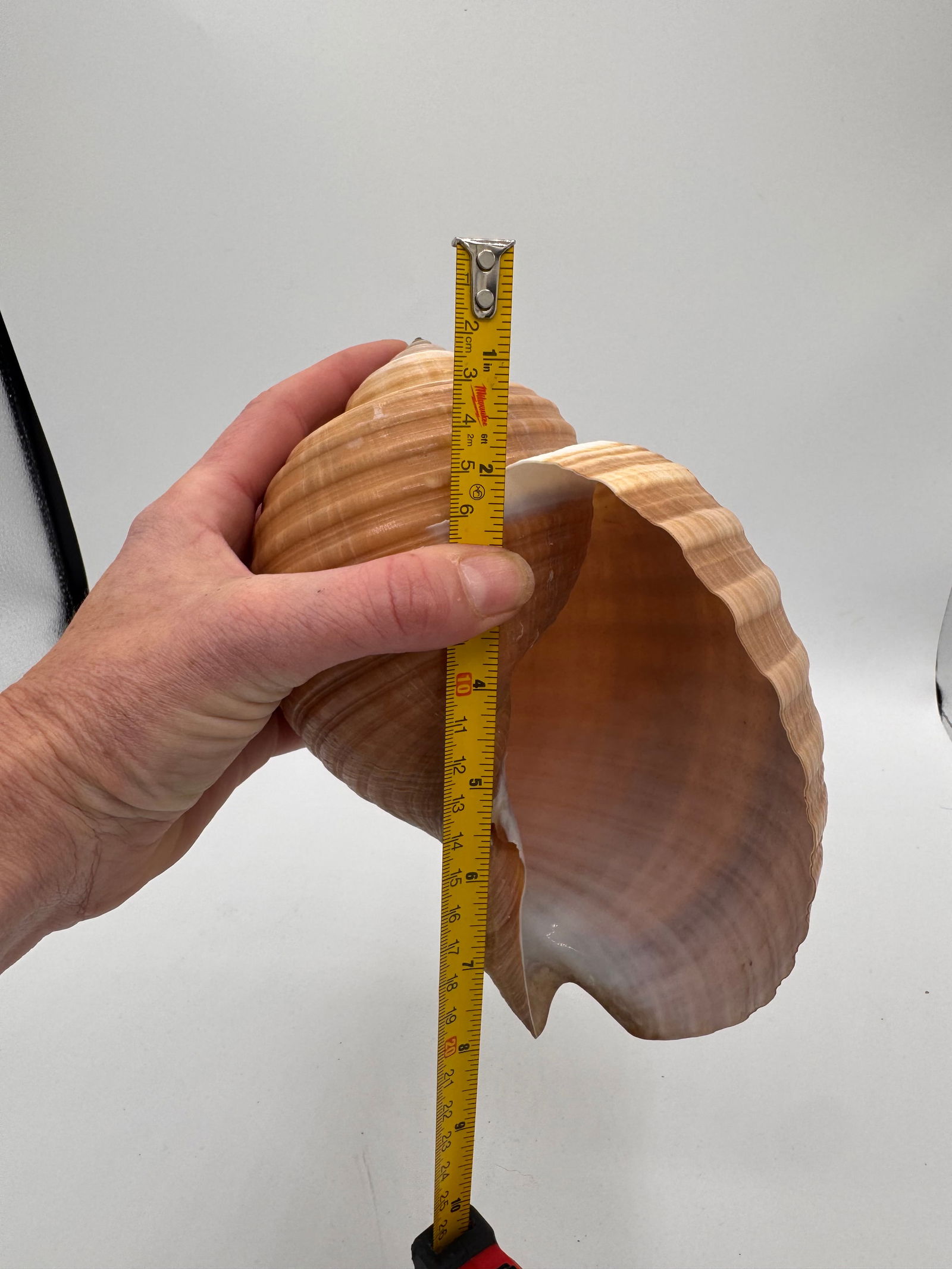 Vintage Large Tun Ocean Snail Shell Seashell - 7