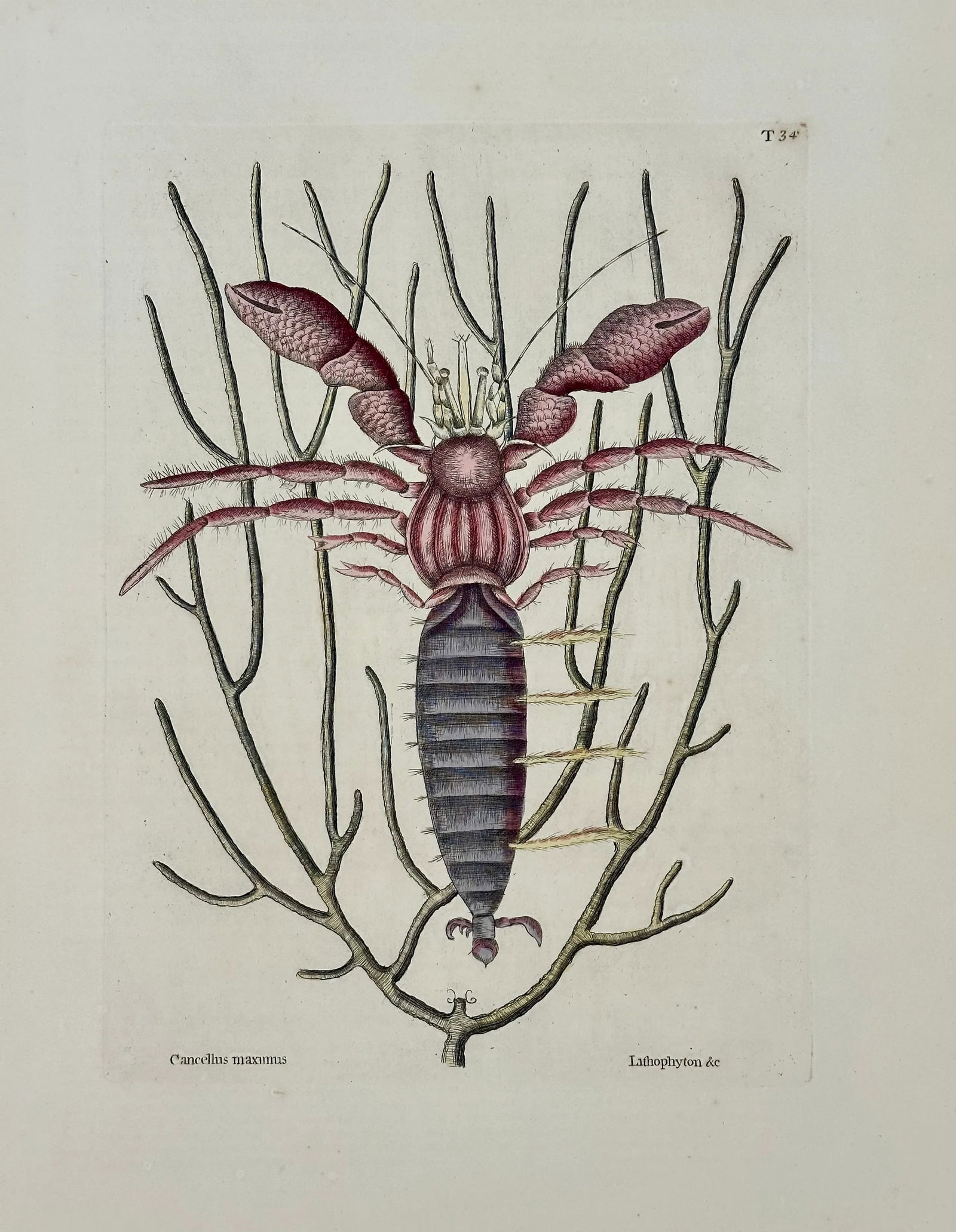 Sea Lobster by Catesby, 1815 - 2
