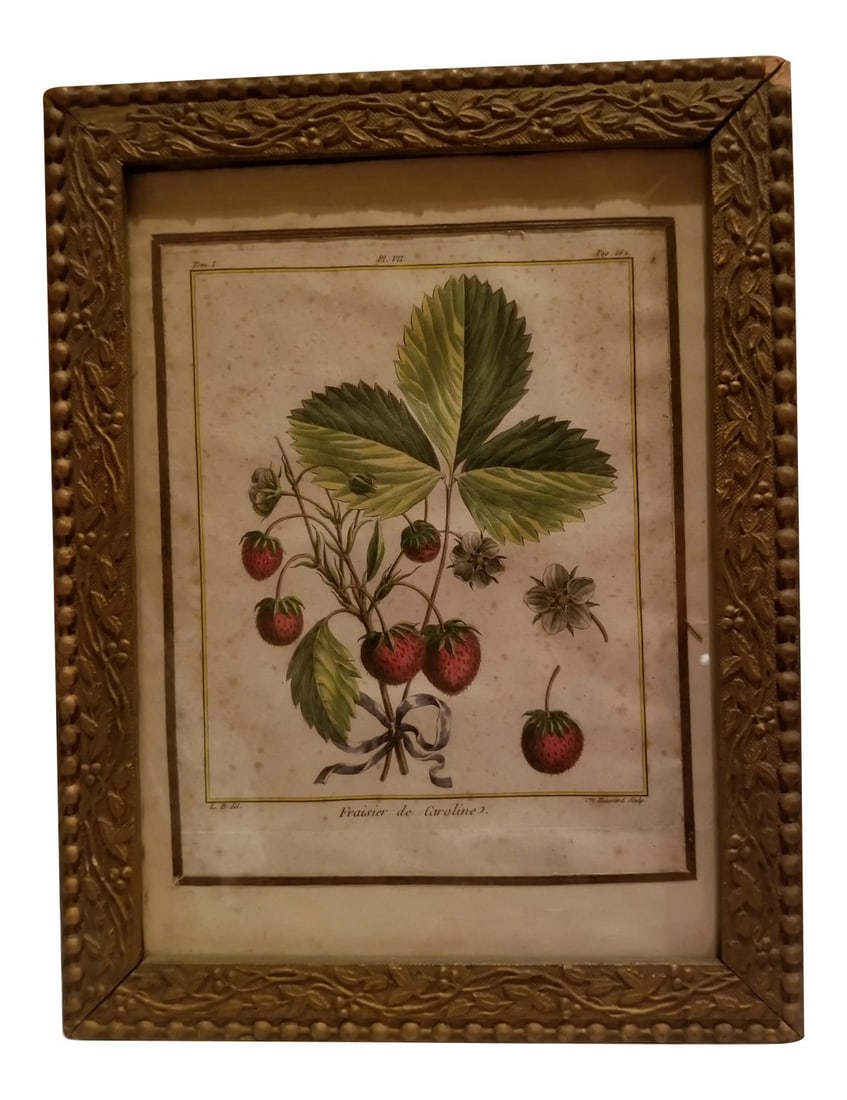18th Century Strawberry Print (1 of 9)