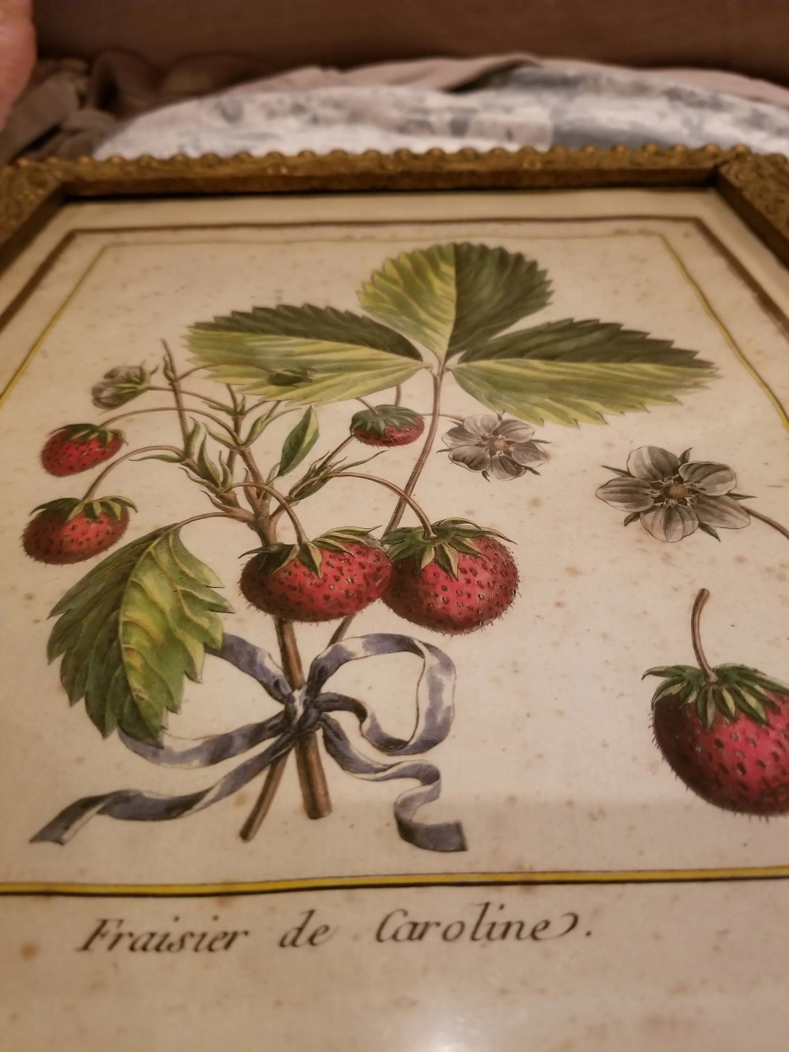 18th Century Strawberry Print - 2