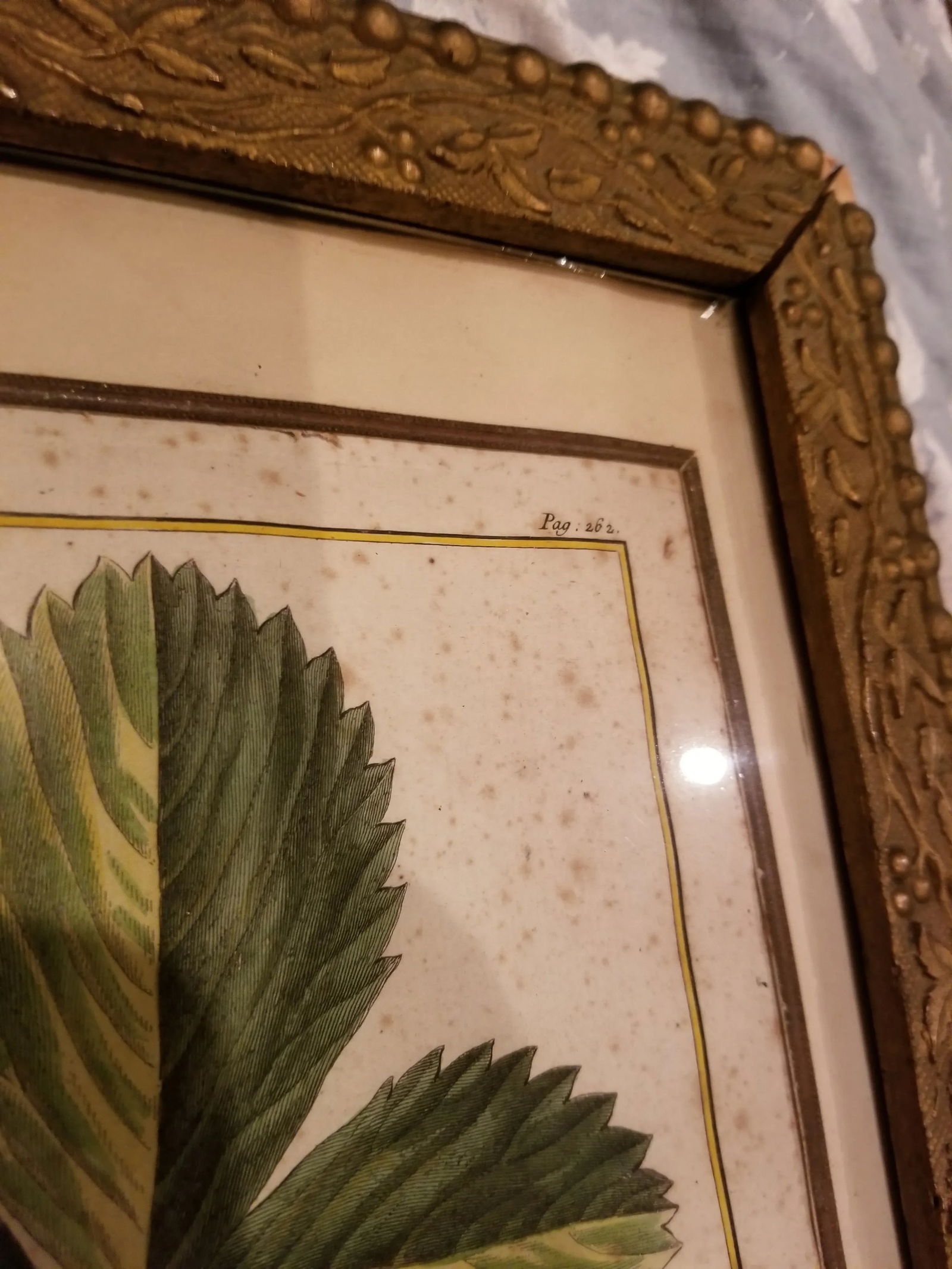 18th Century Strawberry Print - 3