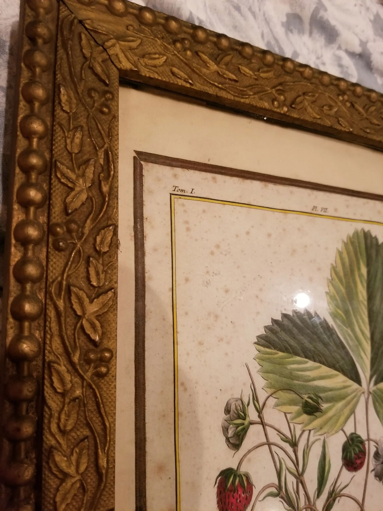 18th Century Strawberry Print - 4