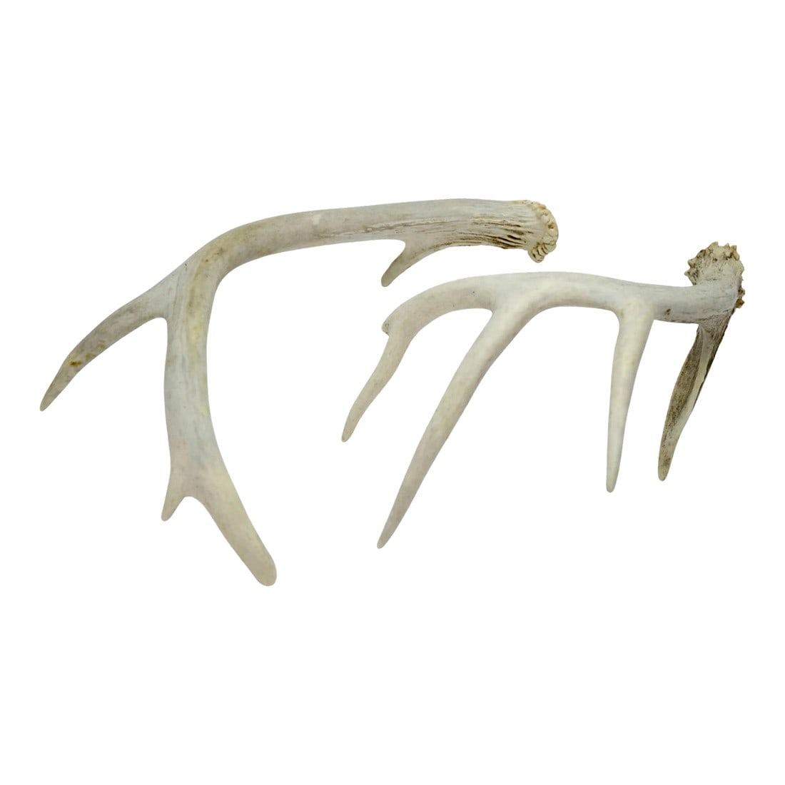 Natural Antlers "“ a Pair (1 of 5)
