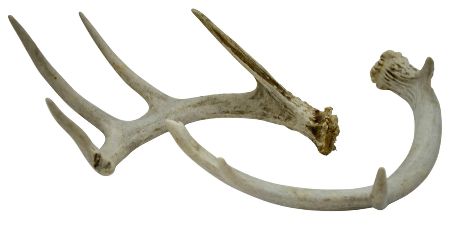 Natural Antlers "“ a Pair - 2