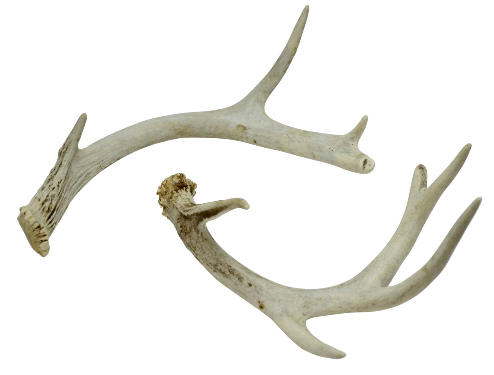 Natural Antlers "“ a Pair - 3