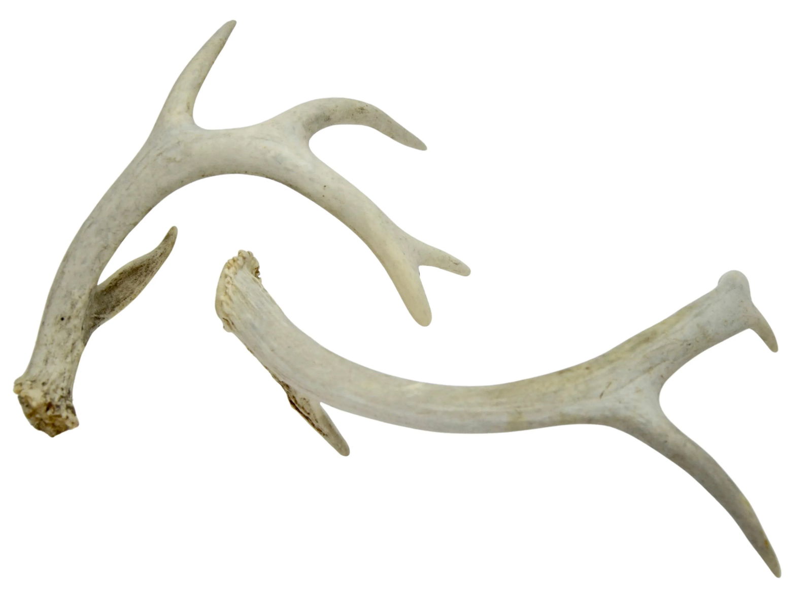 Natural Antlers "“ a Pair - 4