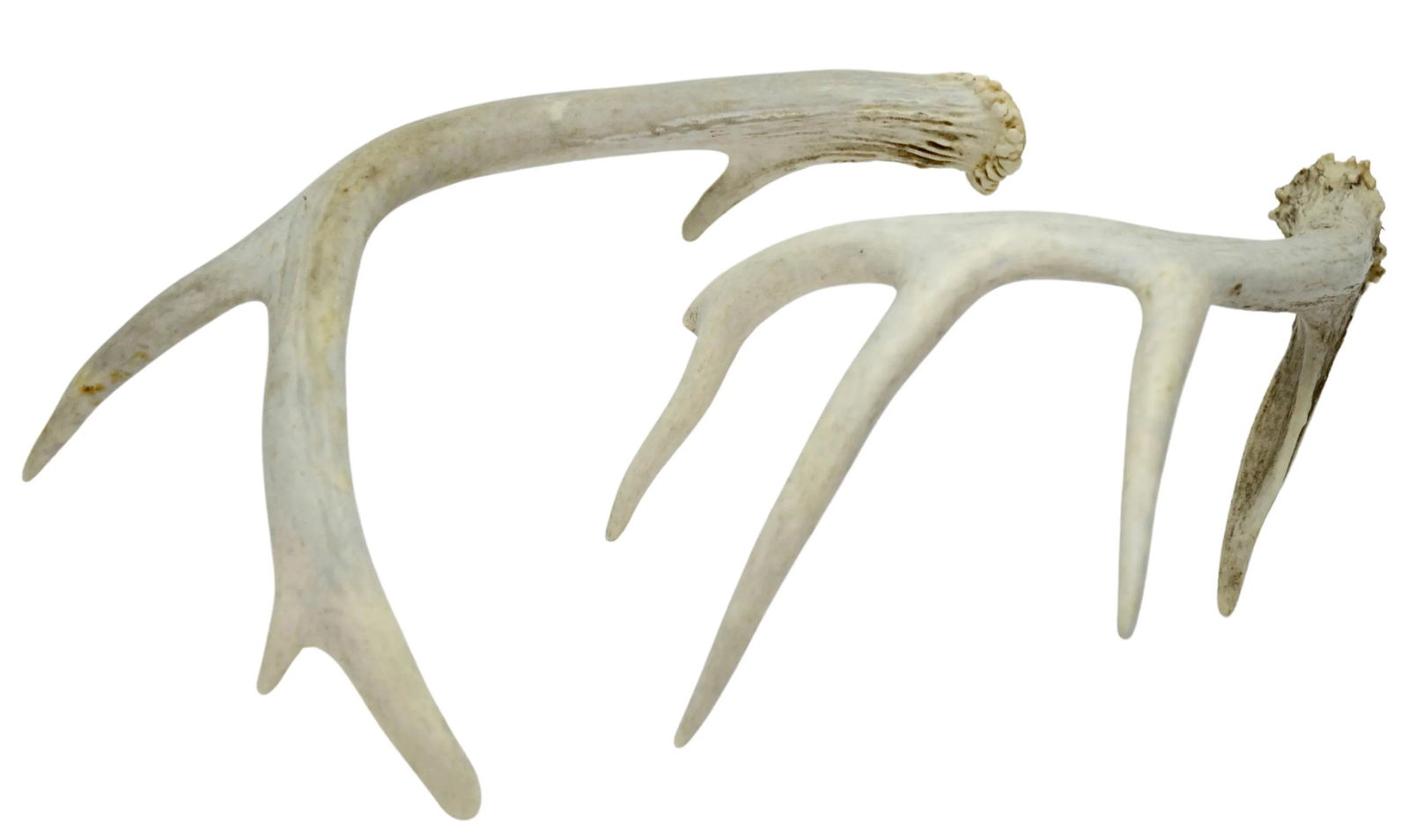 Natural Antlers "“ a Pair - 5