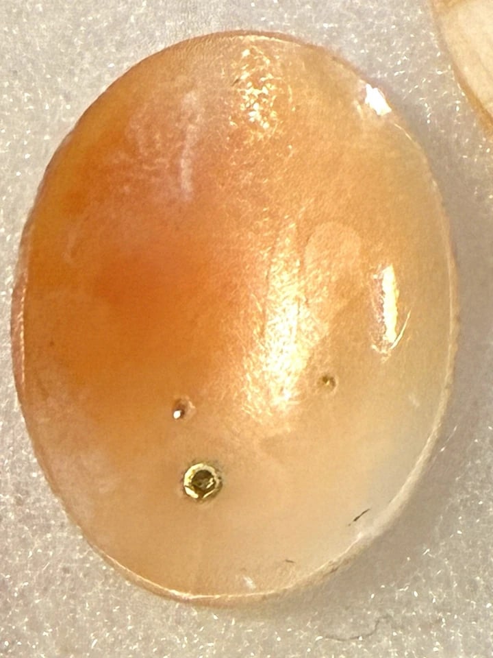 Huge Lot of Antique and Vintage Unmounted Shell Cameos – Please Refer to Photos - 9