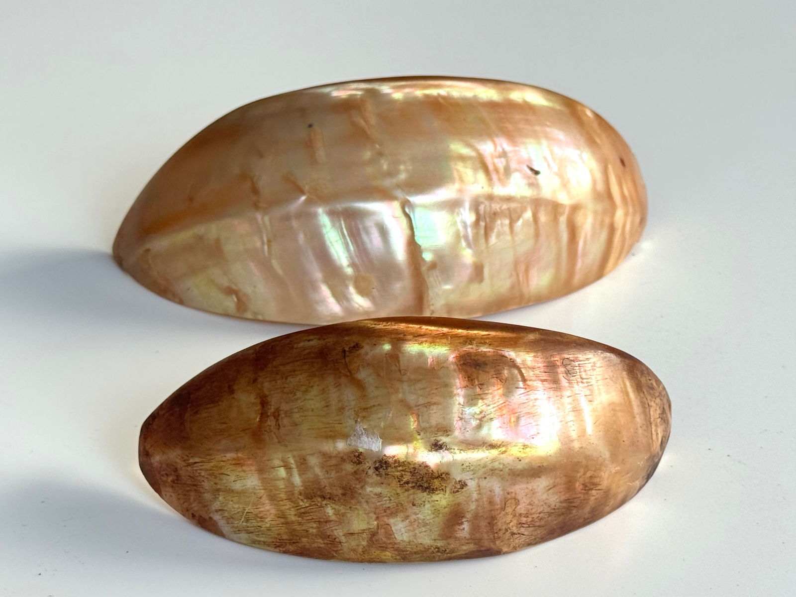 1950's field collected shell spoons Trobriand Islands - 7