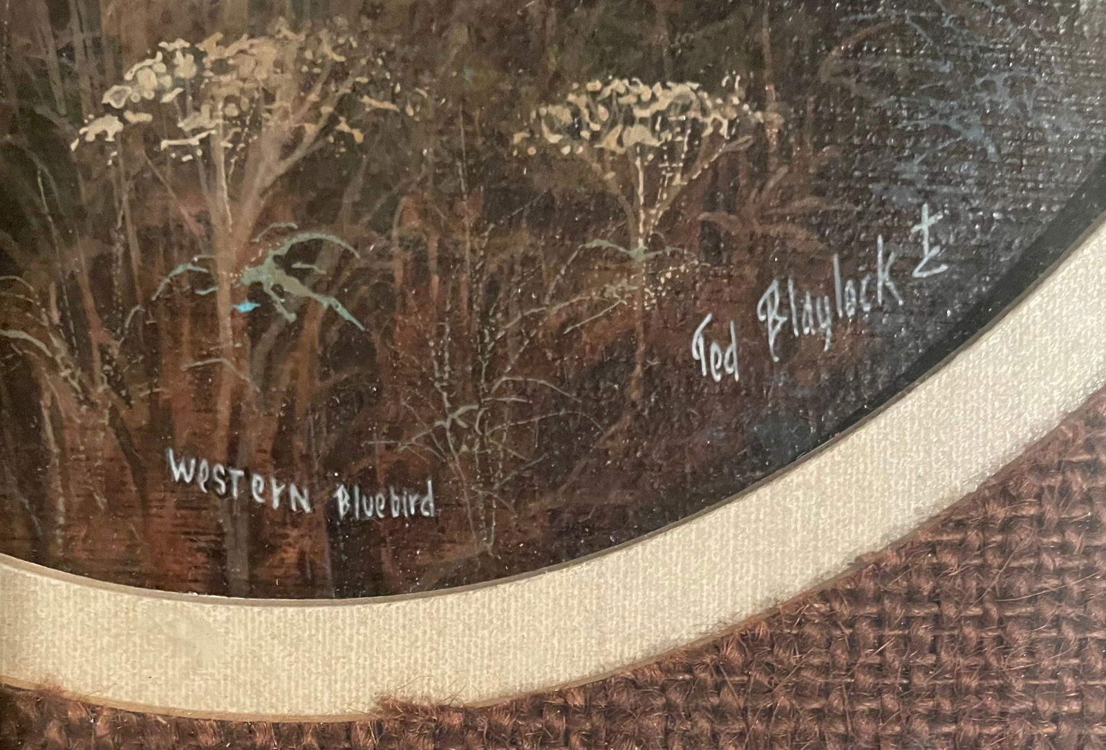 Western Bluebird - 2