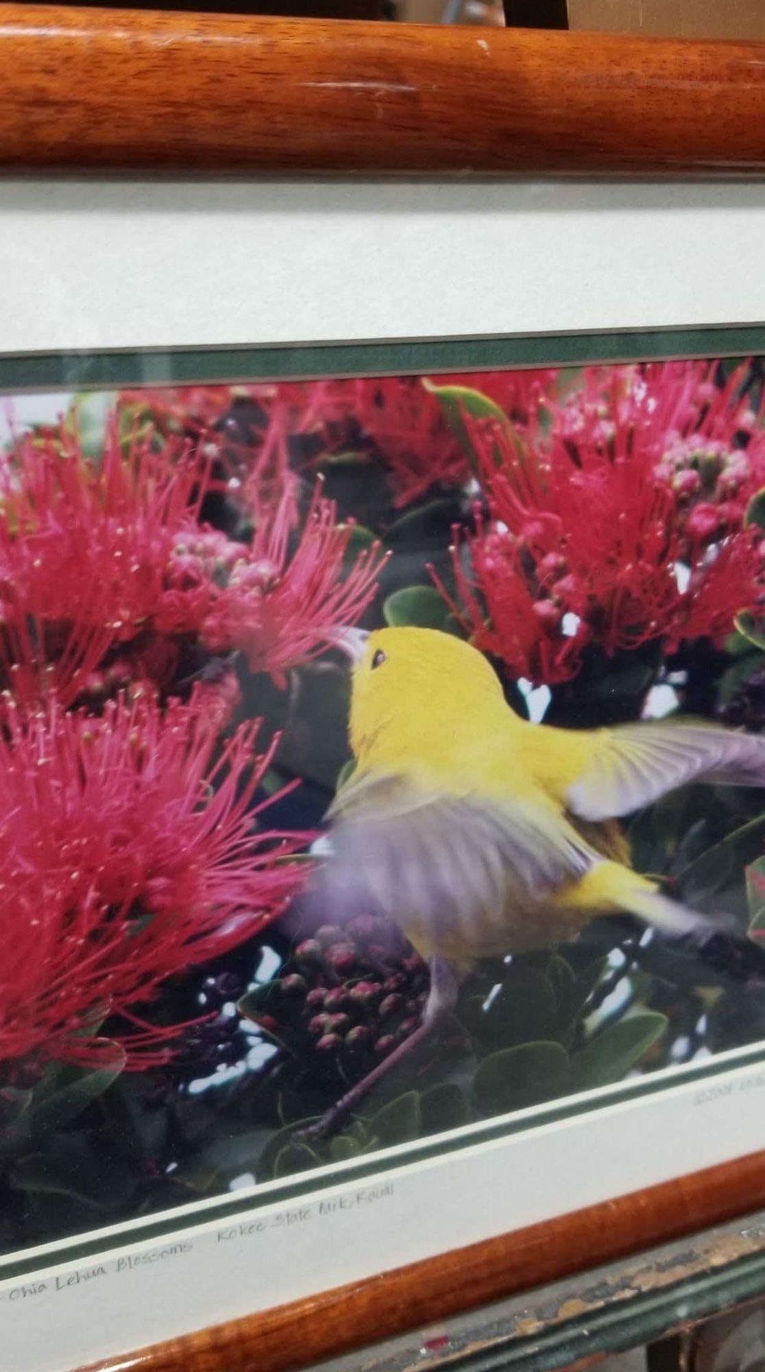 Framed Original Photography Print Yellow Bird in Hawaiian Blossoms - 8