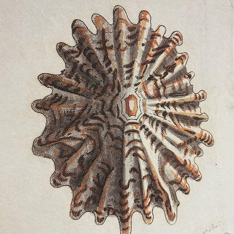 Tortoise & Pleated Shell Limpets Print Naturalists Miscellany by Shaw and Nodder - 3