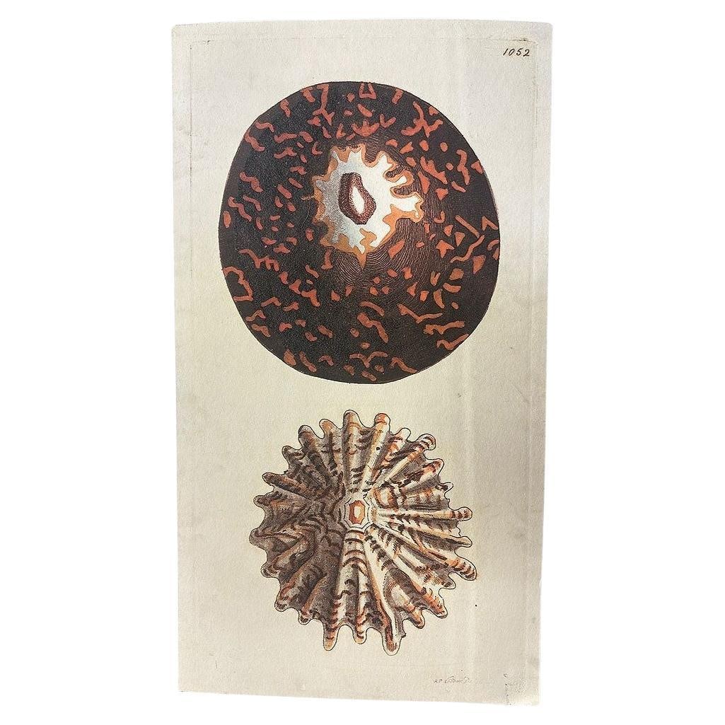 Tortoise & Pleated Shell Limpets Print Naturalists Miscellany by Shaw and Nodder - 7