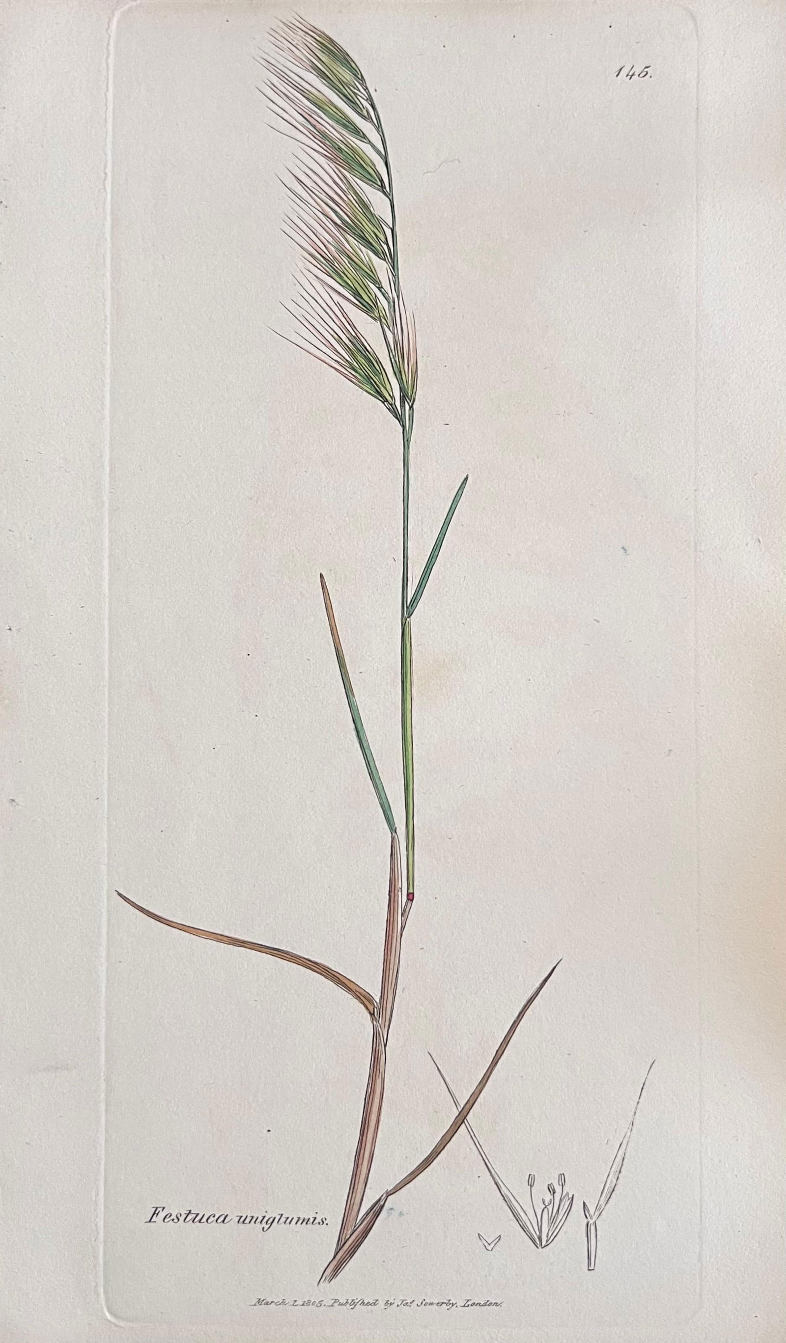 Set of Six Fine Antique British Hand Coloured Botanical Prints, circa 1900's, Early Mid 19th Century - 17