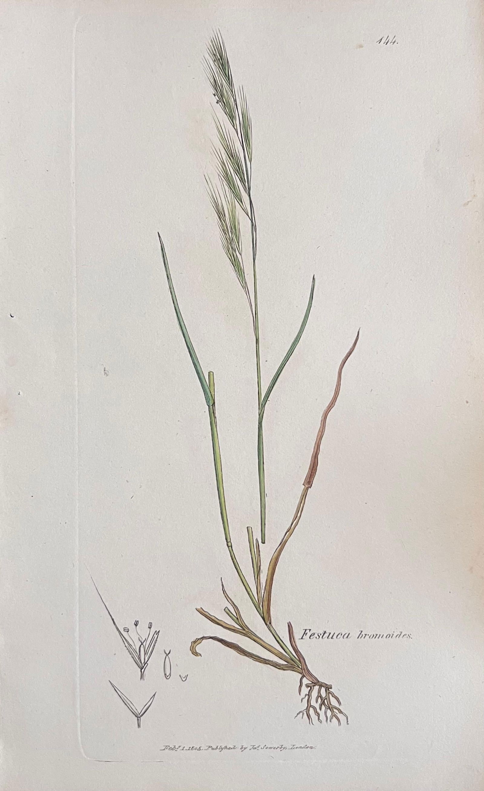 Set of Six Fine Antique British Hand Coloured Botanical Prints, circa 1900's, Early Mid 19th Century - 4