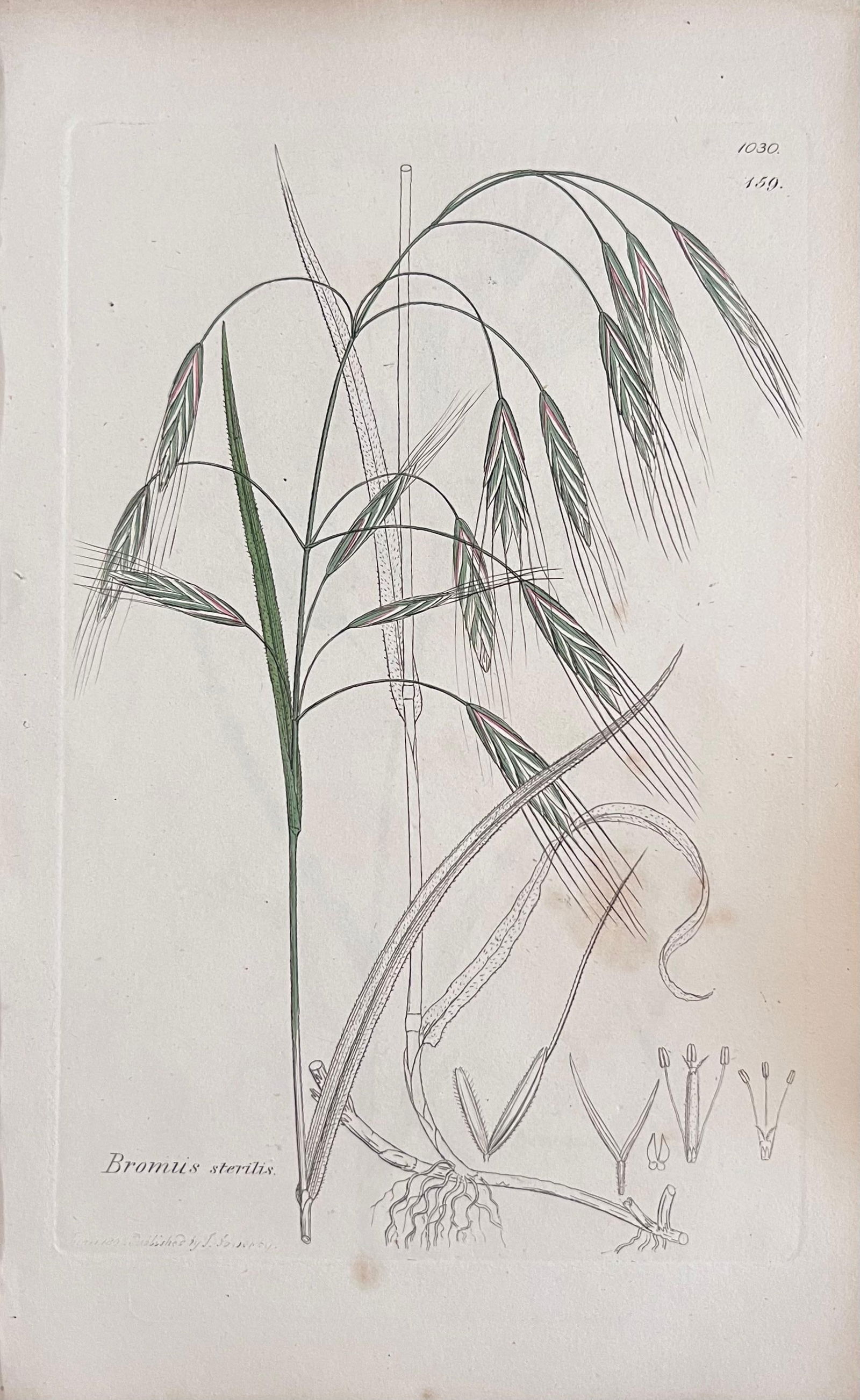 Set of Six Fine Antique British Hand Coloured Botanical Prints, circa 1900's, Early Mid 19th Century - 5