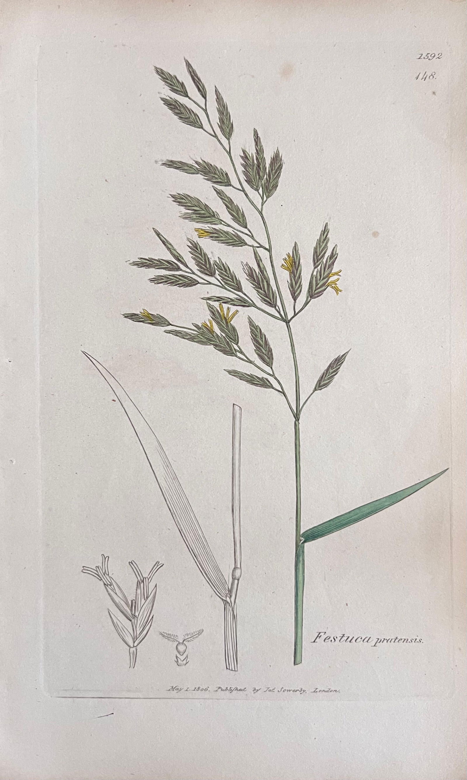 Set of Six Fine Antique British Hand Coloured Botanical Prints, circa 1900's, Early Mid 19th Century - 6