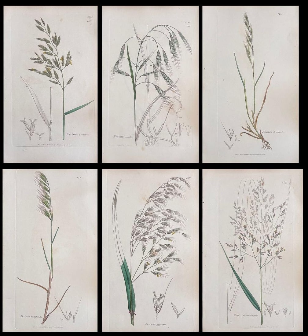 Set of Six Fine Antique British Hand Coloured Botanical Prints, circa 1900's, Early Mid 19th Century - 7