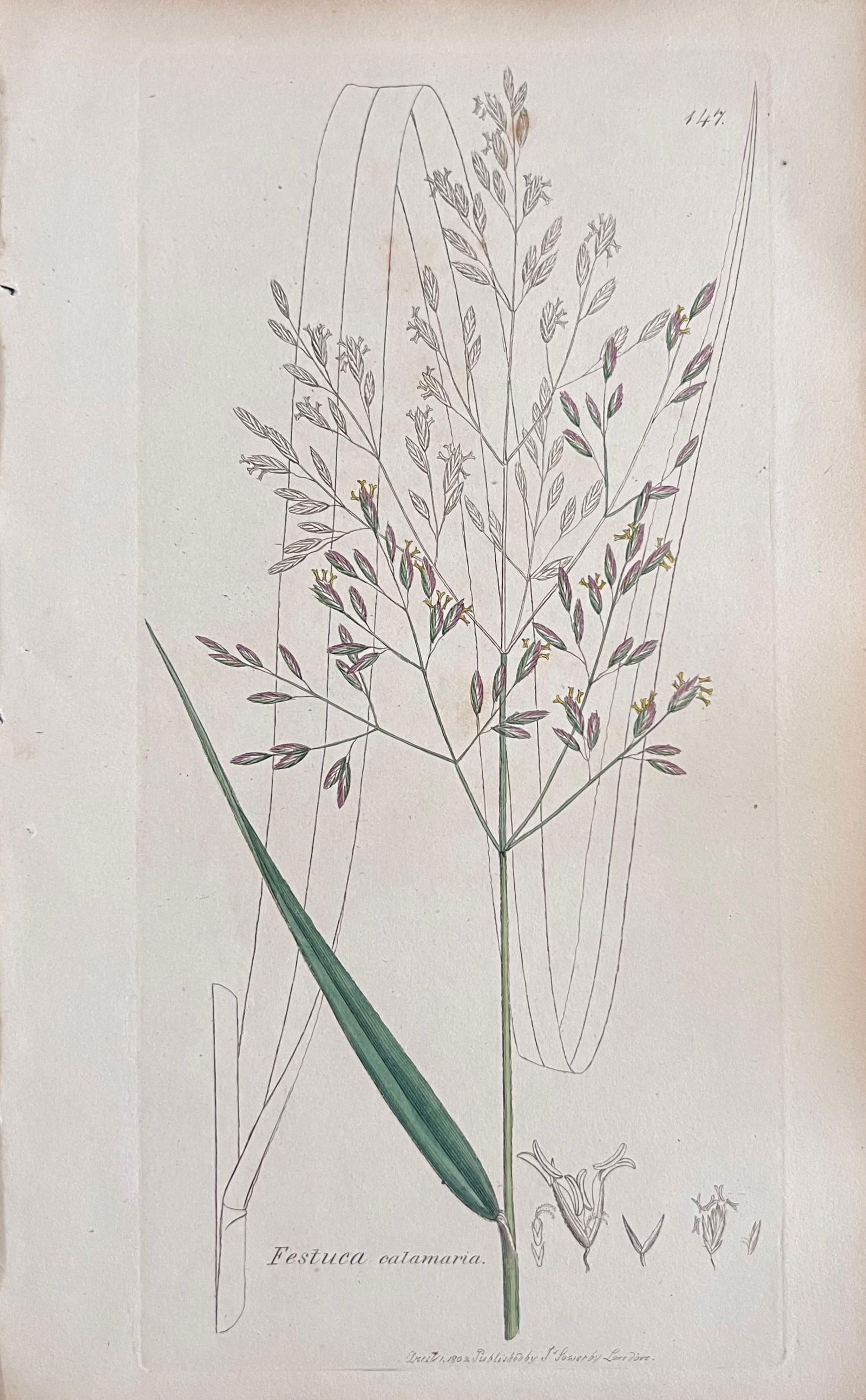 Set of Six Fine Antique British Hand Coloured Botanical Prints, circa 1900's, Early Mid 19th Century - 8